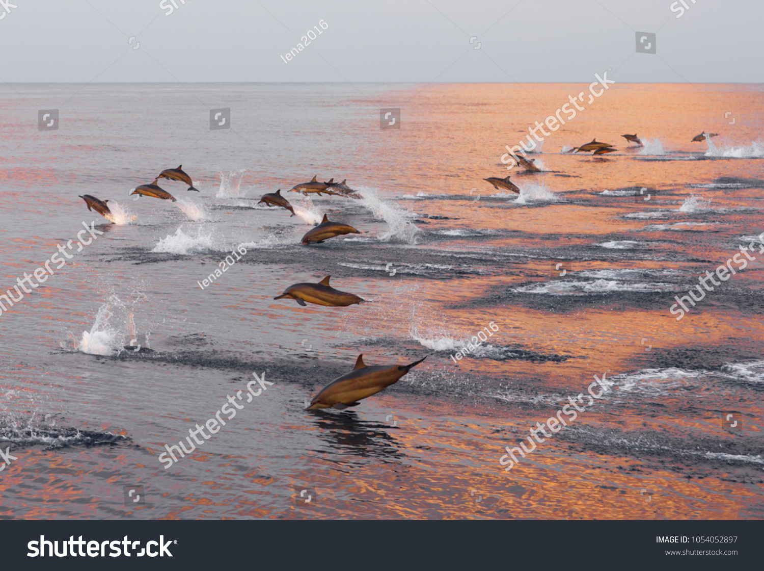 Sea dolphin Images, Stock Photos & Vectors | Shutterstock