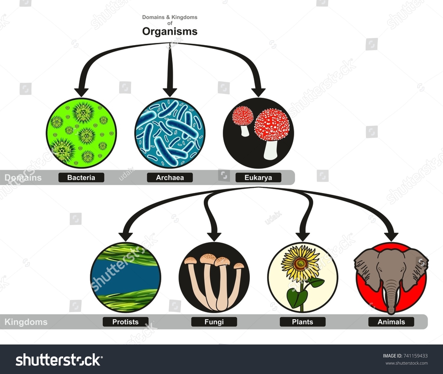 Bacteria Kingdom Classification