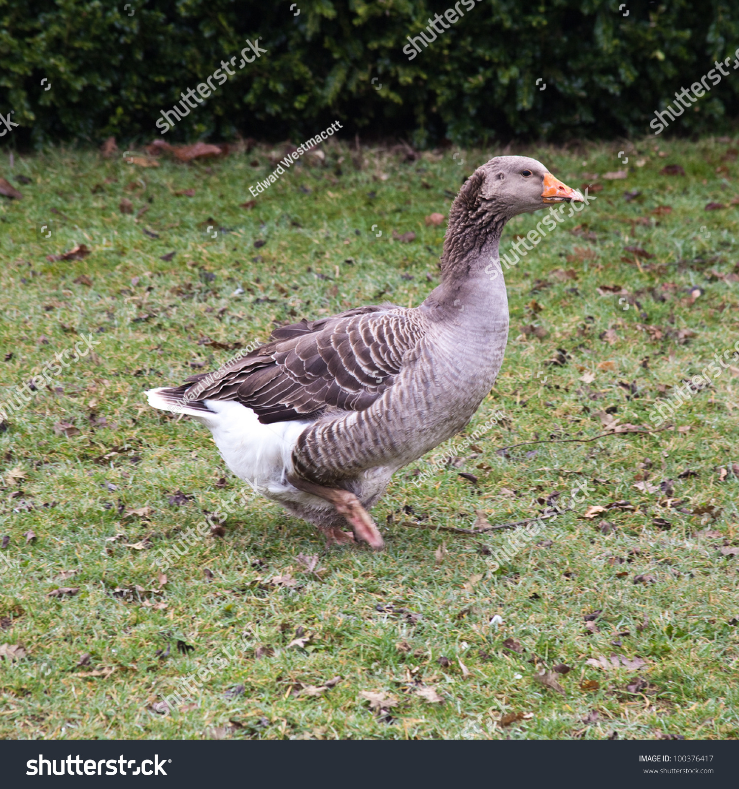 Domestic Geese On Grass Hampshire England Stock Photo 100376417 ...