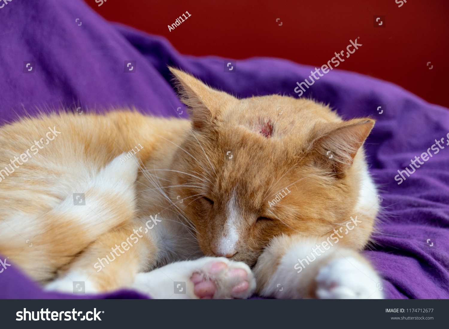 Domestic Ginger Cat Swollen Nose Due Animals Wildlife Stock Image