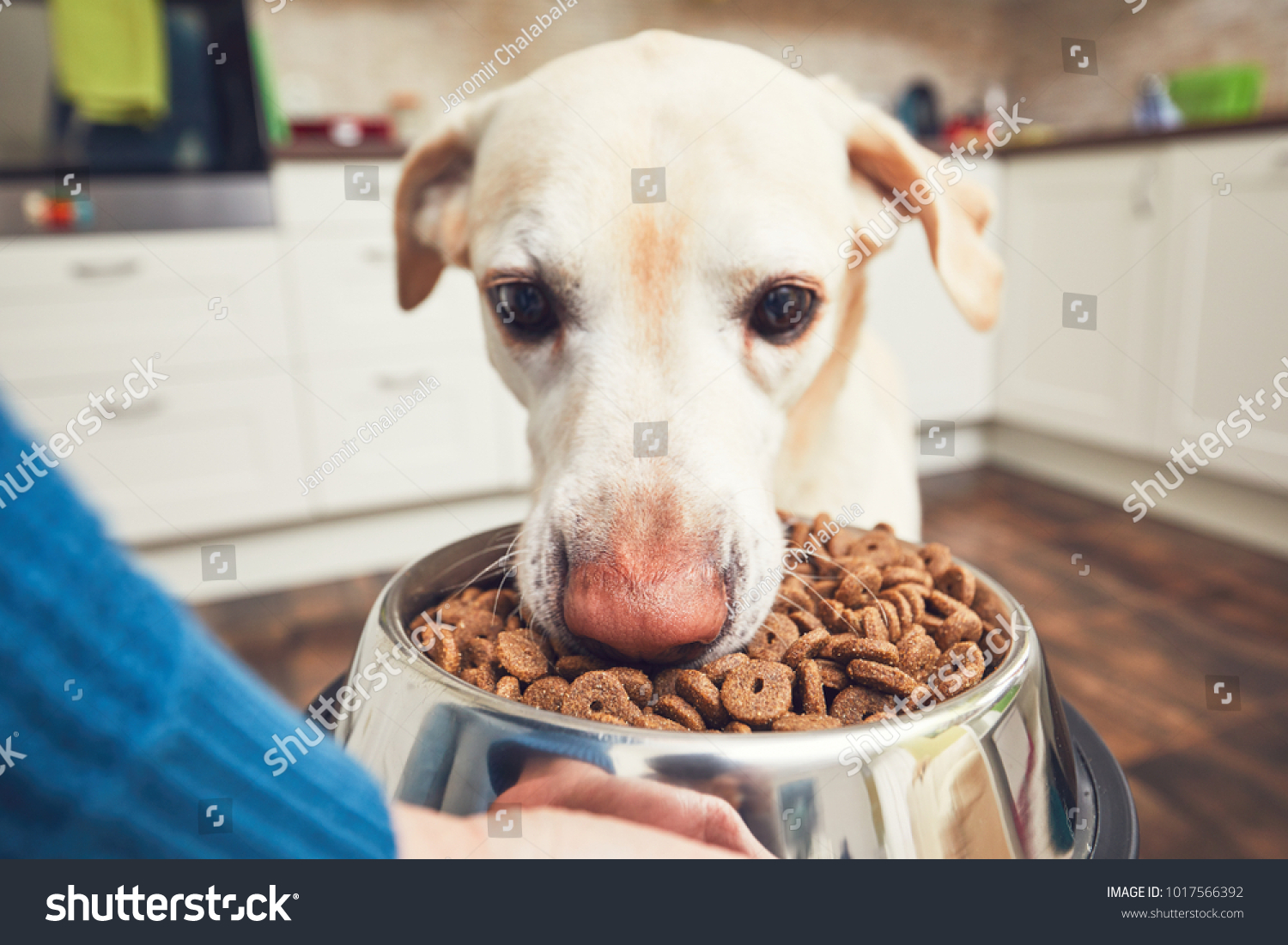 Domestic Life Pet Feeding Hungry Labrador Stock Photo 1017566392 ...