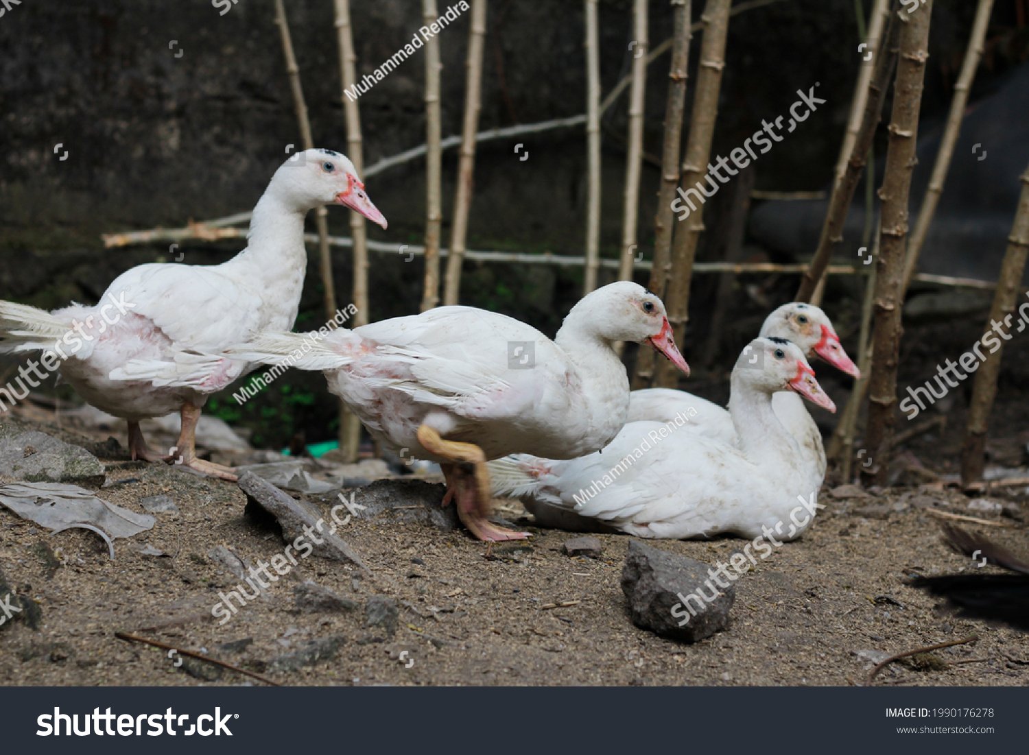 Domestic Muscovy Duck Cairina Moschata Domestica Stock Photo 1990176278