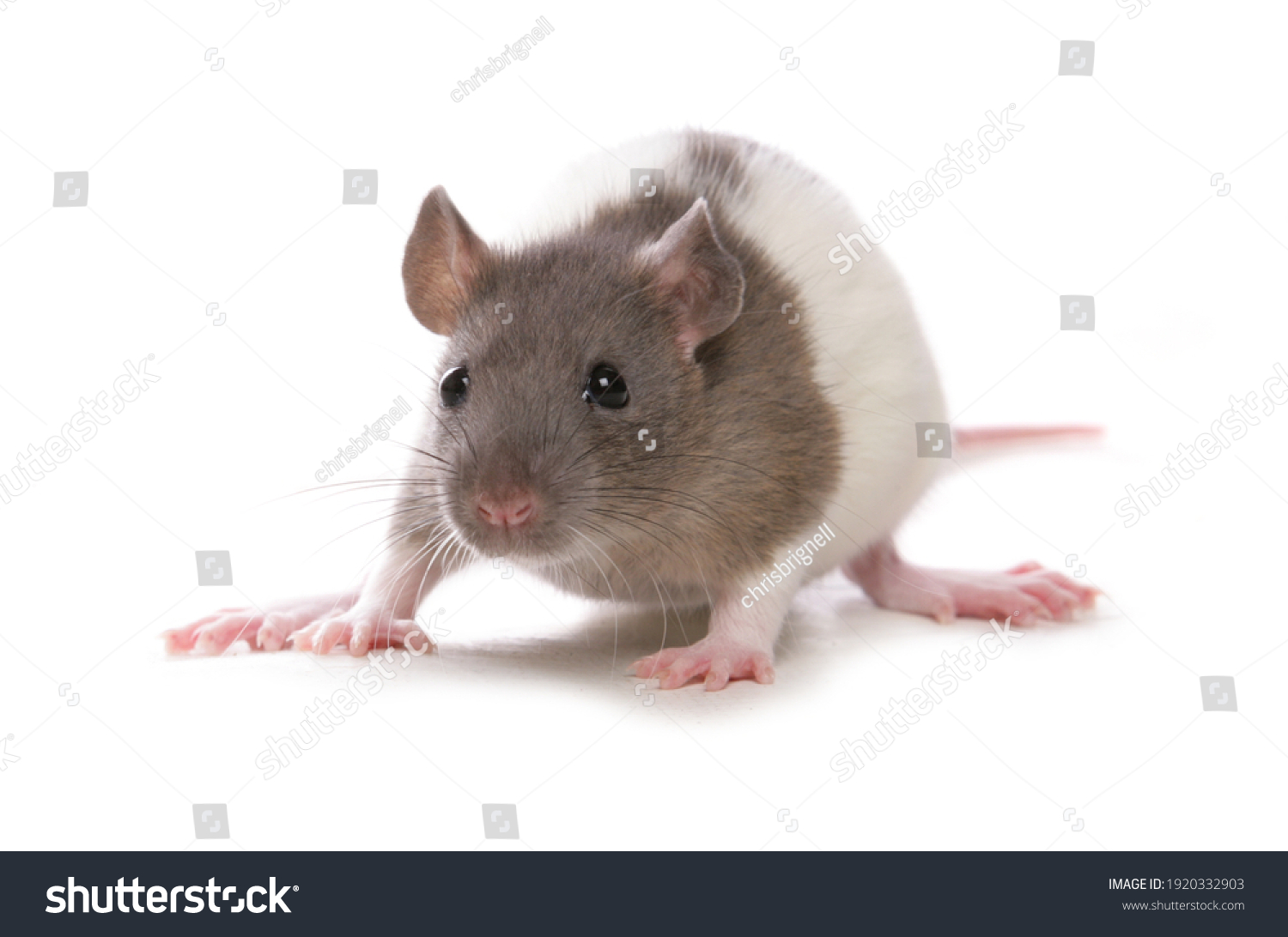 White rat isolated Images, Stock Photos & Vectors | Shutterstock