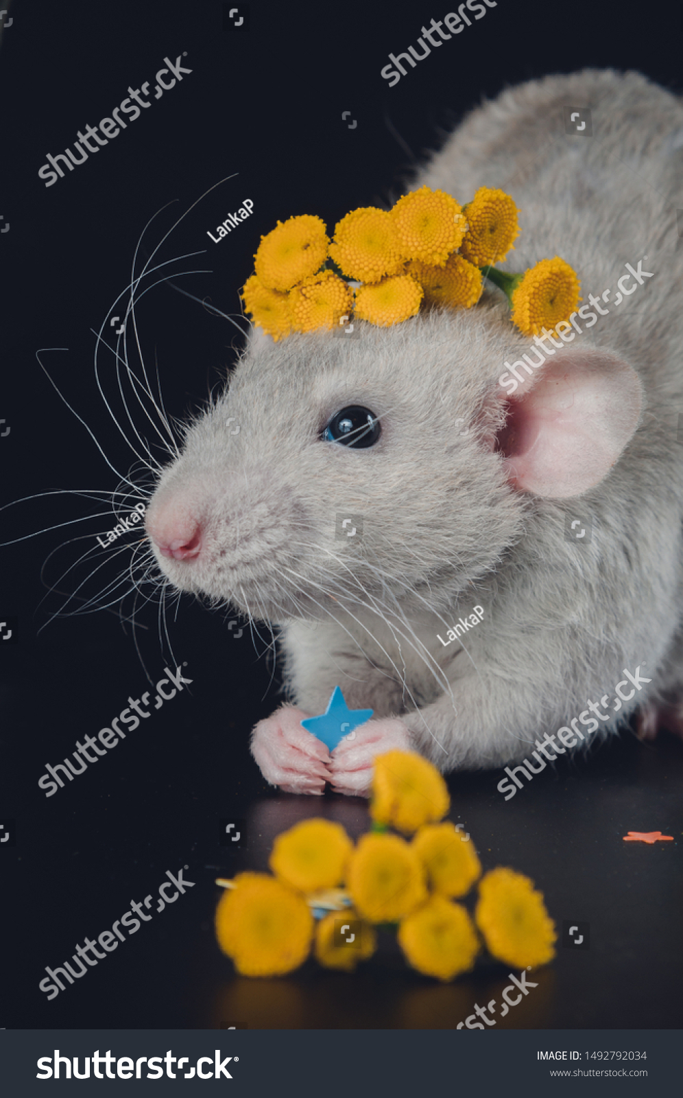 curly haired dumbo rat