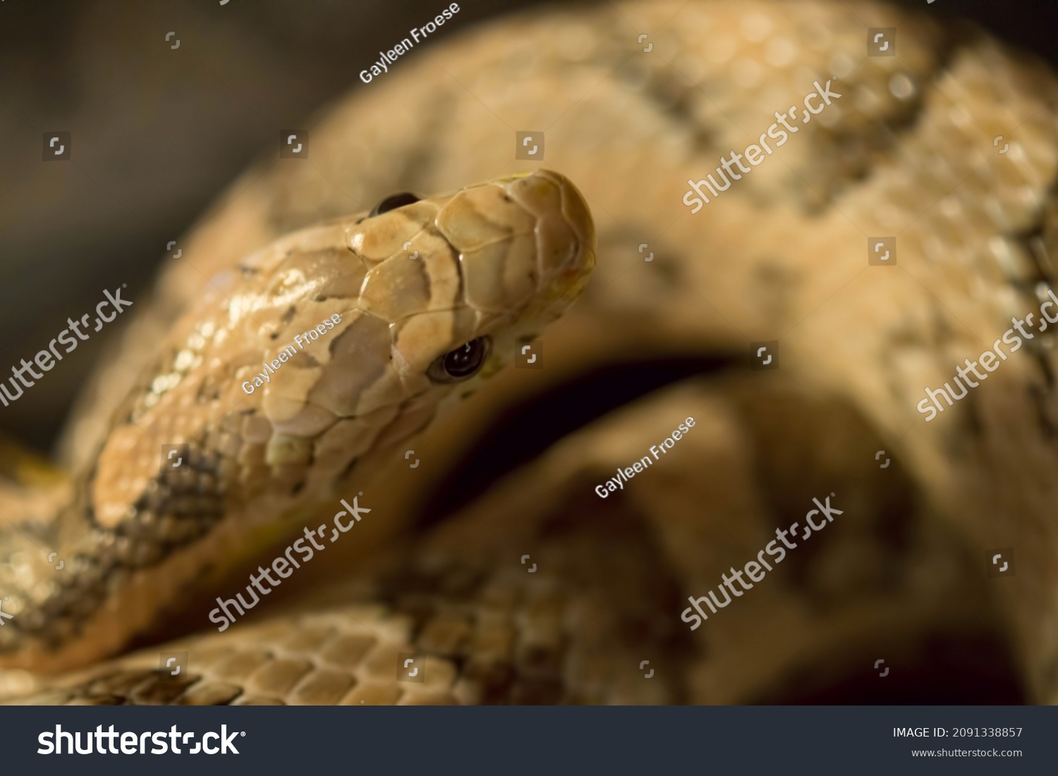 Domesticated Corn Snake Morph Color Variety Stock Photo (Edit Now ...