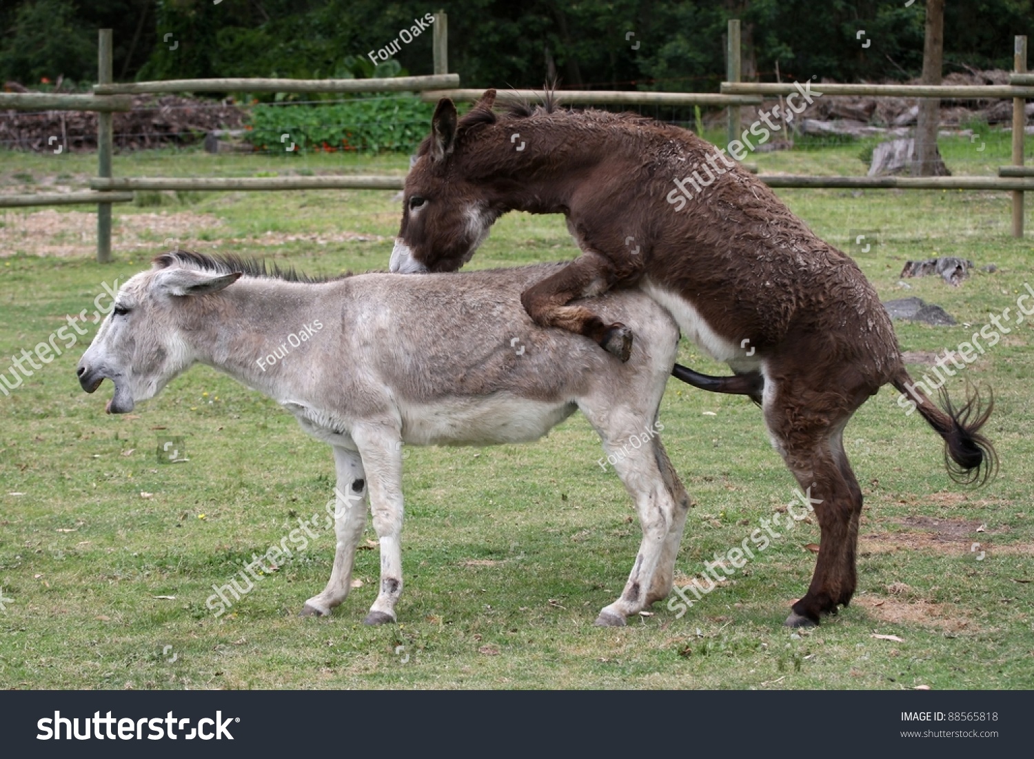stock-photo-domesticated-donkeys-mating-on-a-farm-yard-88565818.jpg