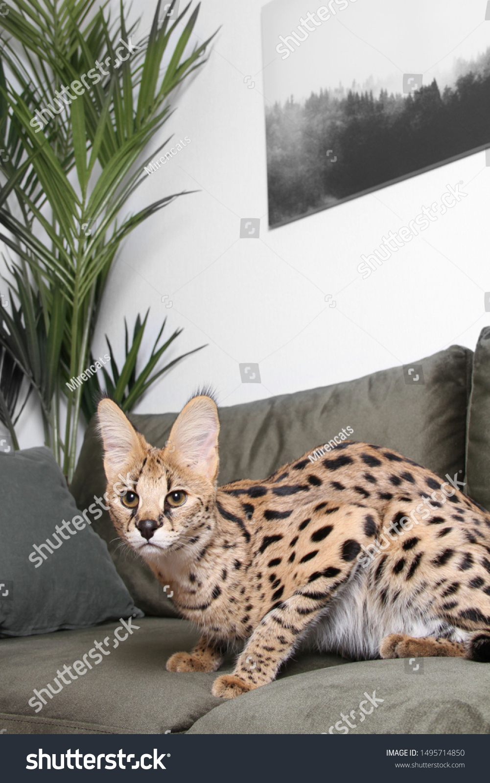 Domesticated Kitten Serval Ashera Savannah Apartment Stock Photo Edit Now 1495714850