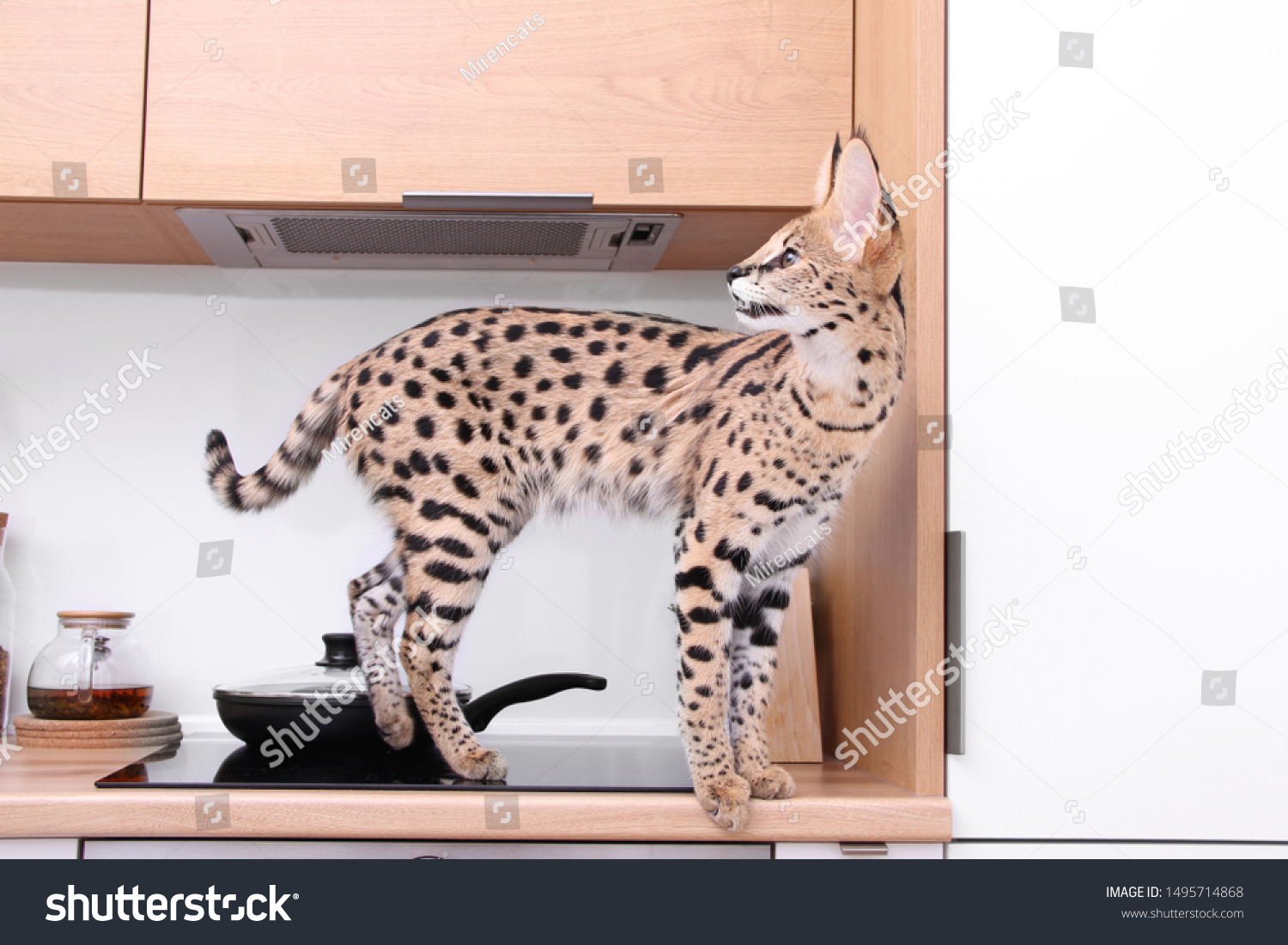 アパートの飼い慣らされた子猫サーバル アシェラ サバンナ Leptailurs Serval ペットサーバル猫 の写真素材 今すぐ編集