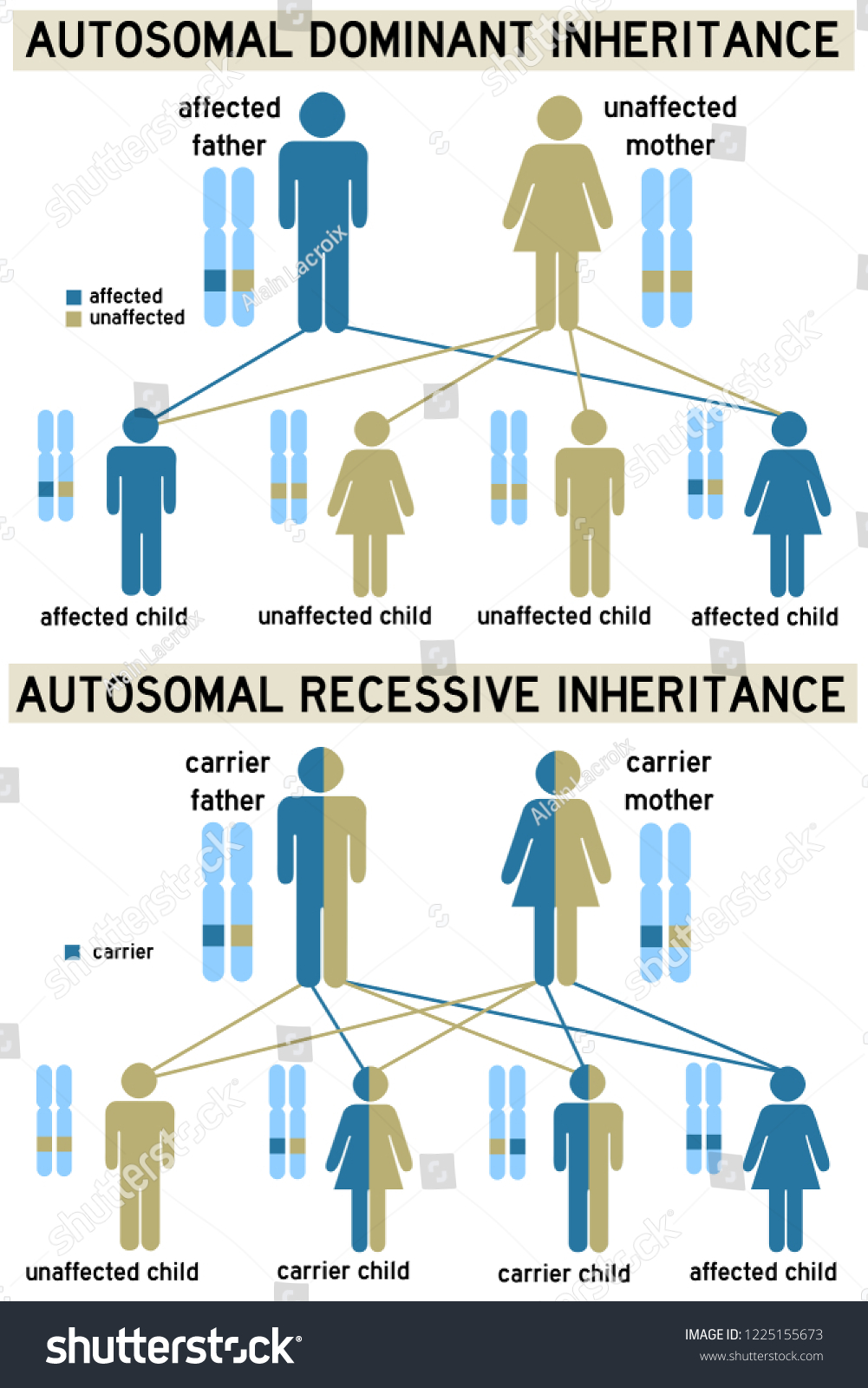 Dominant Versus Recessive Genetic Inheritance Ilustrações Stock 1225155673 Shutterstock 5264