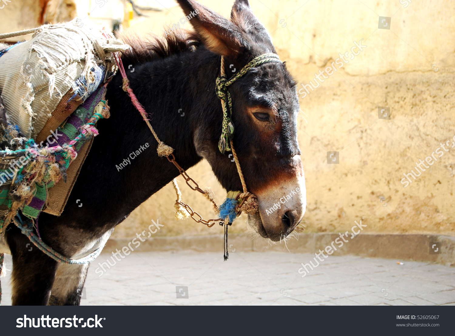 Donkey In Moroccan Market Stock Photo 52605067 : Shutterstock