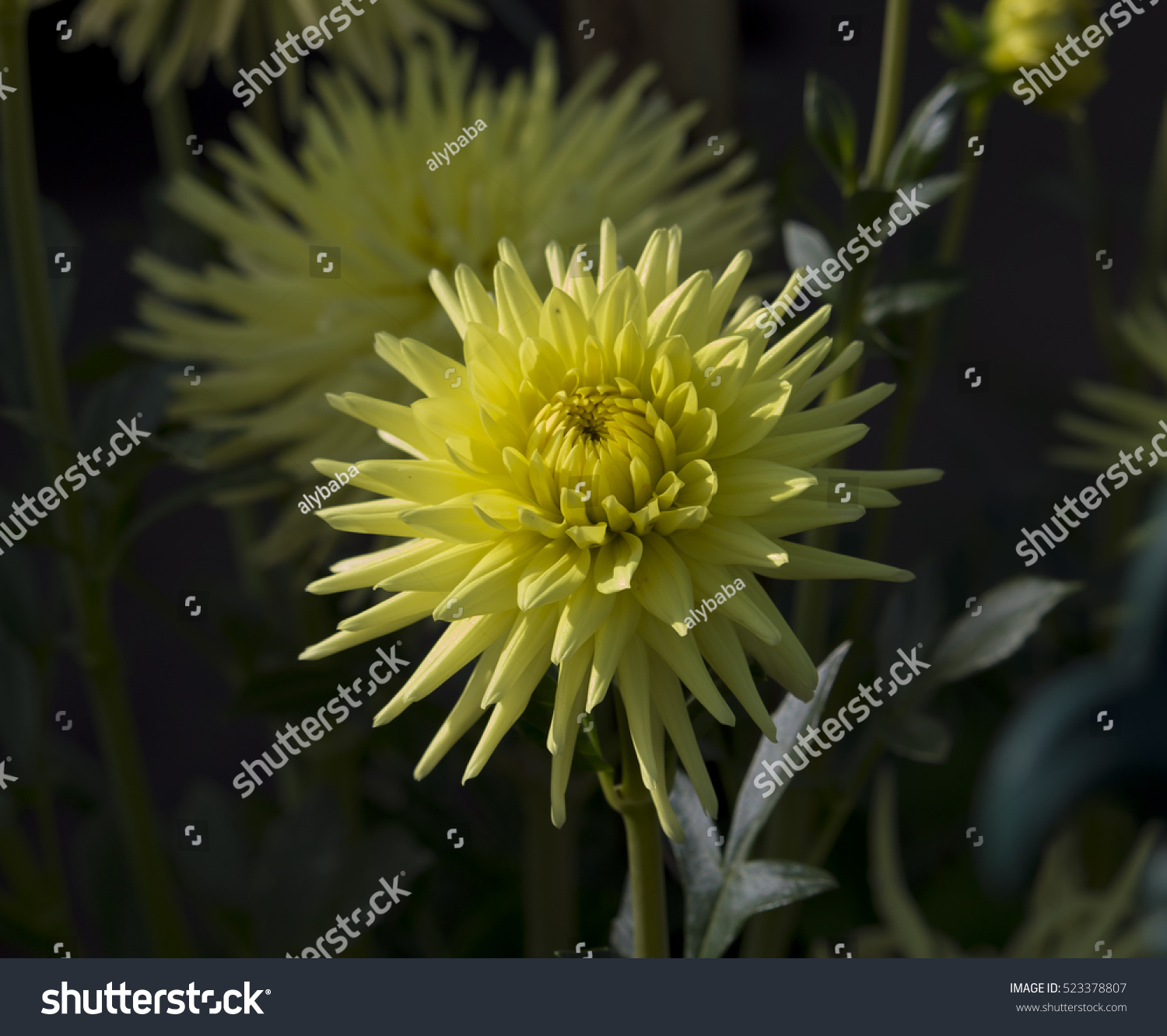 Double Butter Cup Yellow Cactus Dahlia Stock Photo 523378807 | Shutterstock