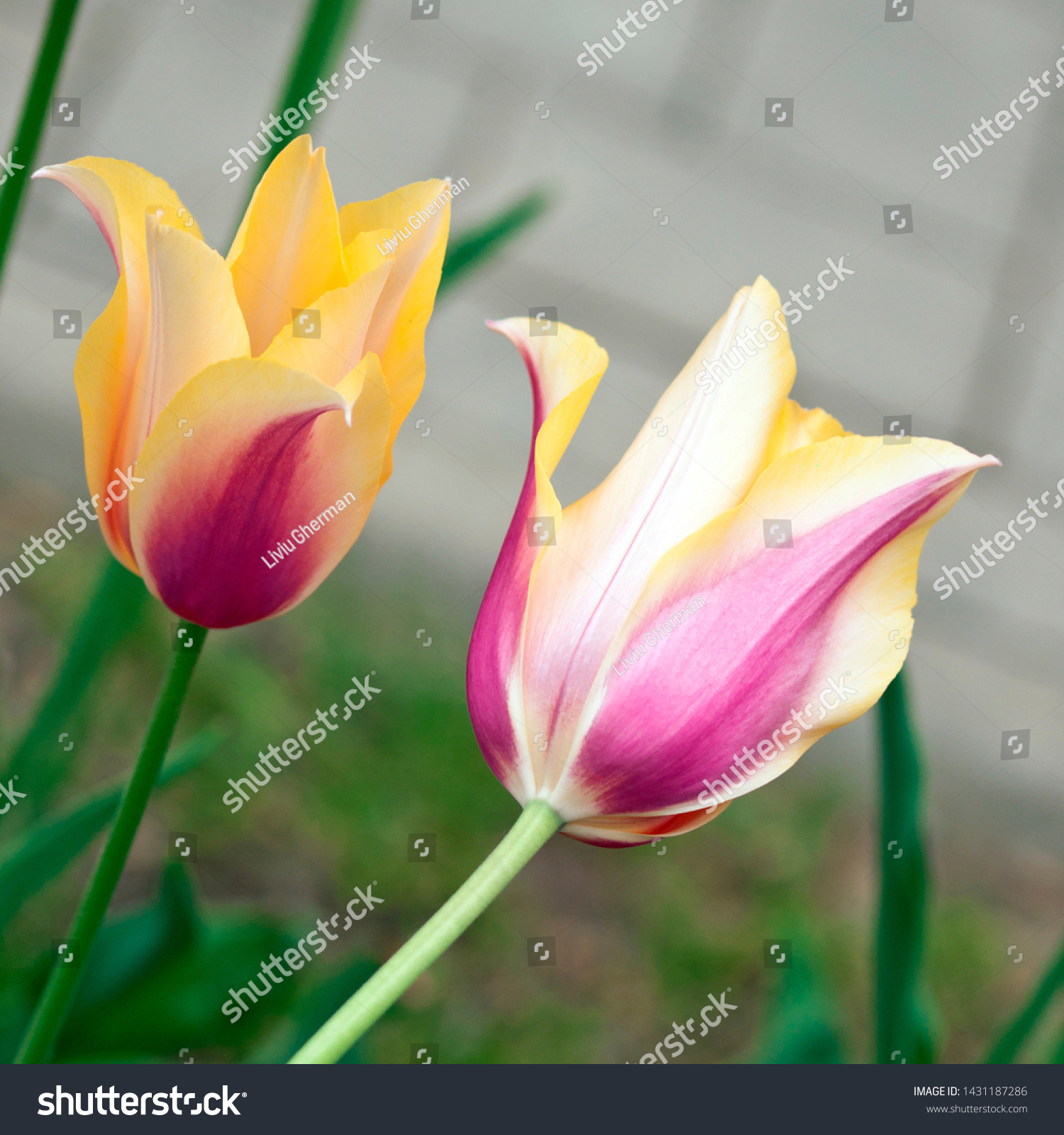 Double Early Tulip Hybrids Blushing Lady Stock Photo Edit Now 1431187286