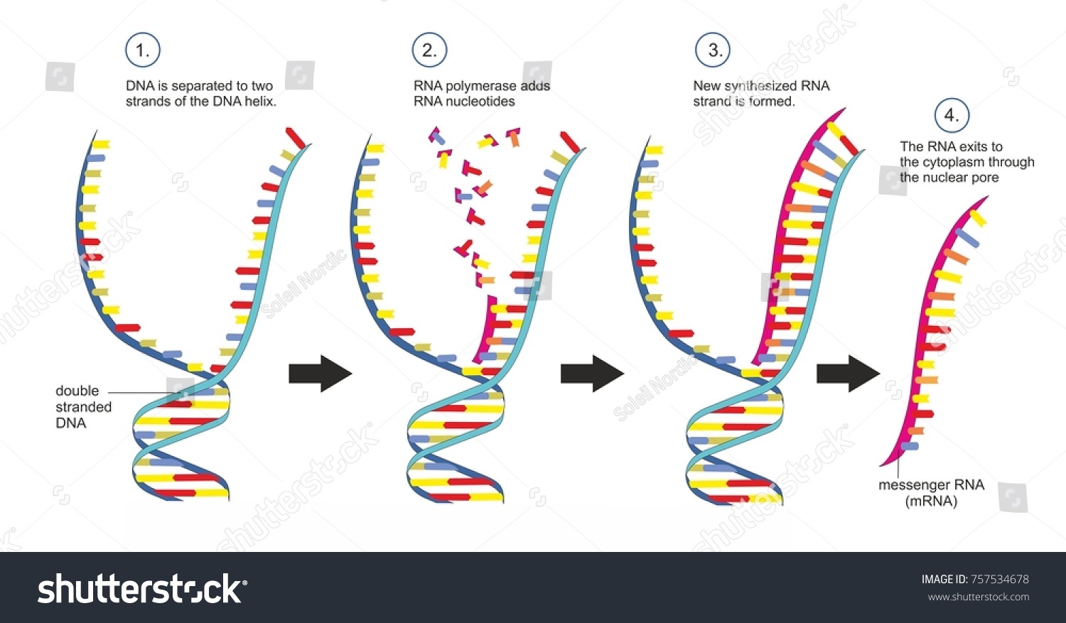 Double Stranded Dna Copied Into Single Stock Illustration