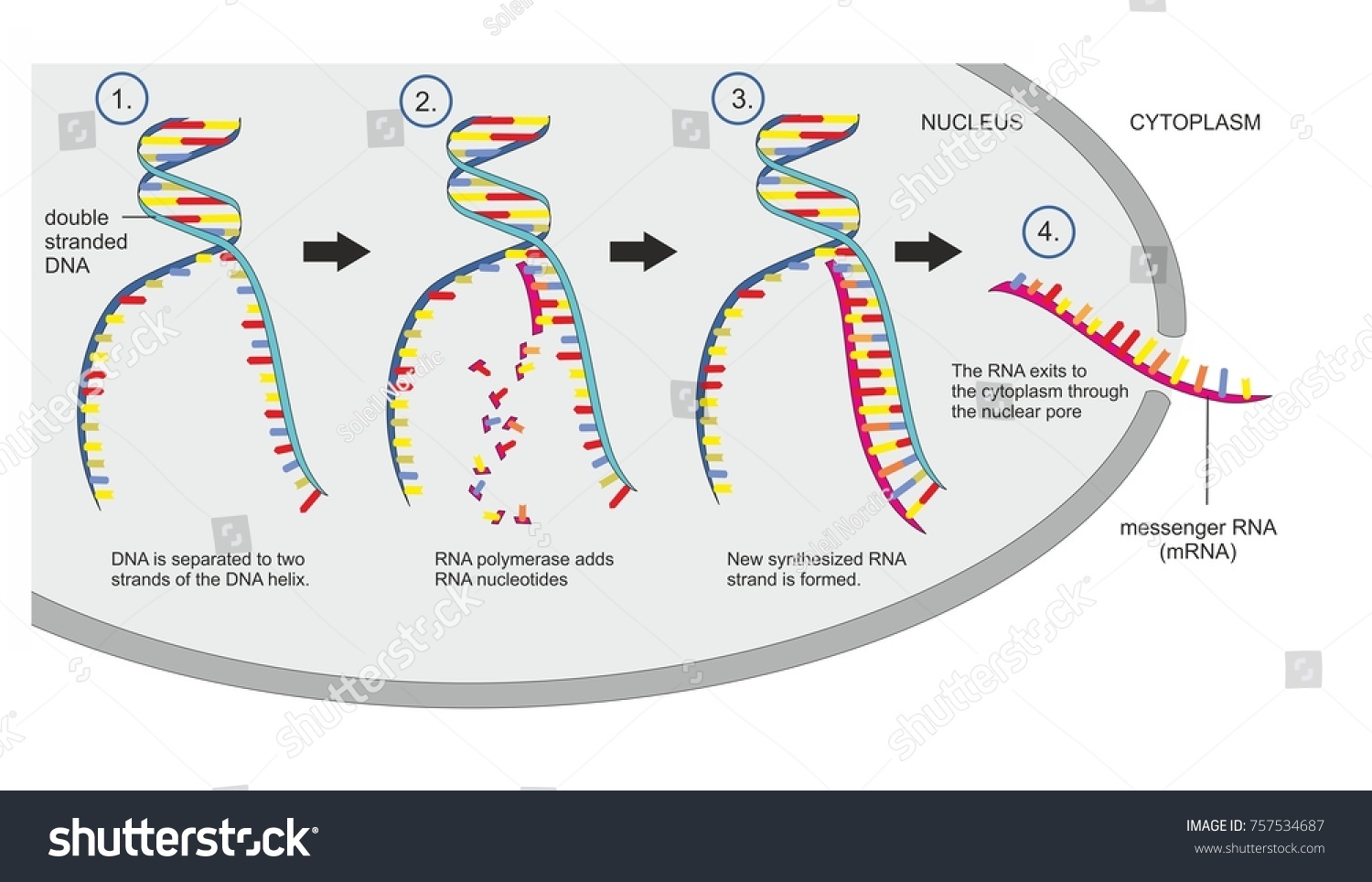 Double Stranded Dna Copied Into Single Stock Illustration