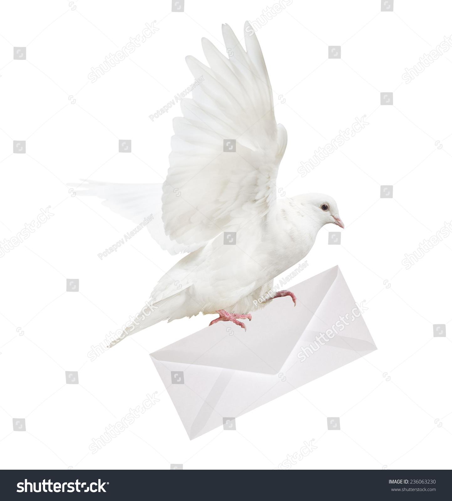 Dove Carrying Envelope Isolated On White Background Stock Photo ...