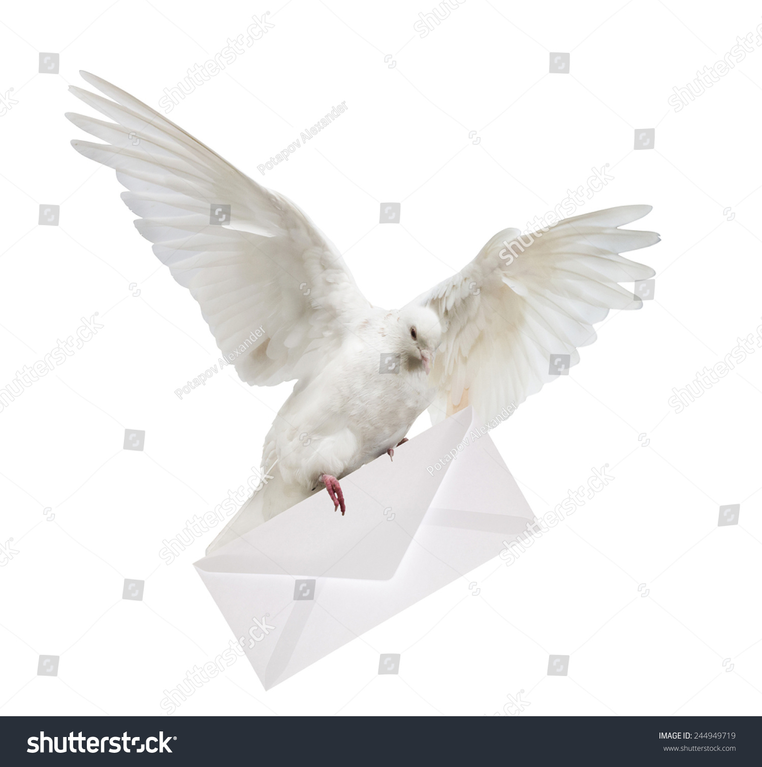 Dove Carrying Envelope Isolated On White Stock Photo 244949719 ...