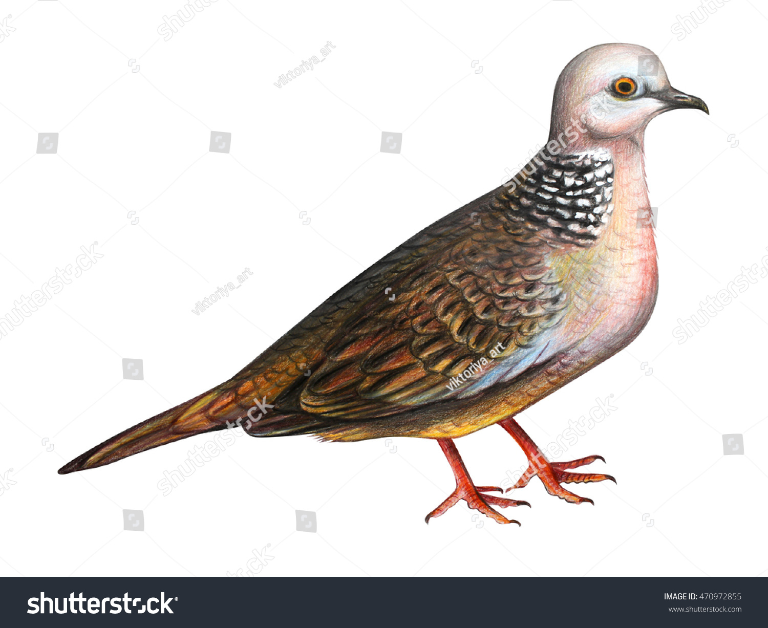 dove-drawing-spotted-dove-stock-illustration-470972855-shutterstock