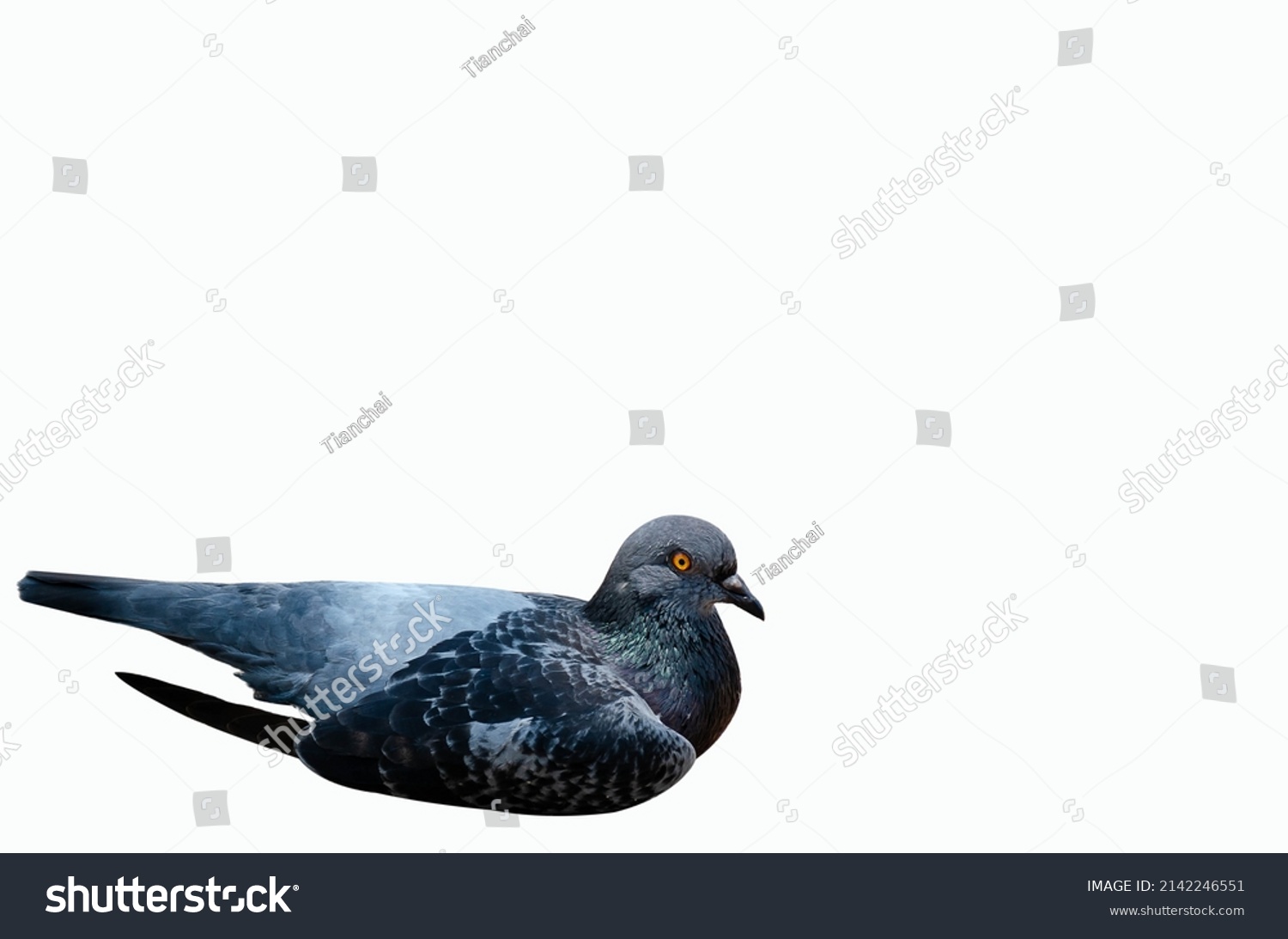 Dove Sleeping On White Background Stock Photo 2142246551 | Shutterstock