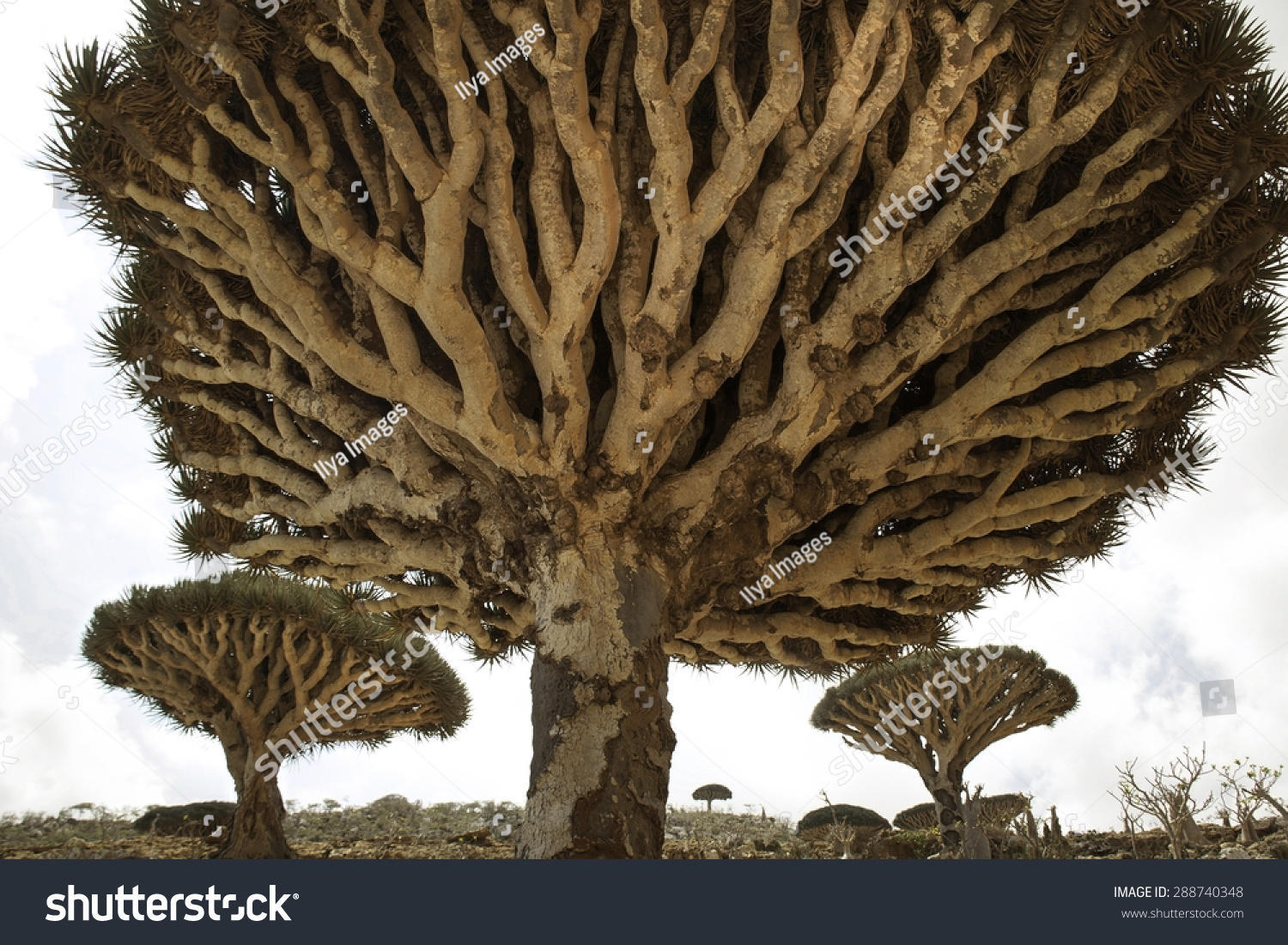 Dragon Blood Tree Dracaena Cinnabari Socotra Stock Photo Edit Now