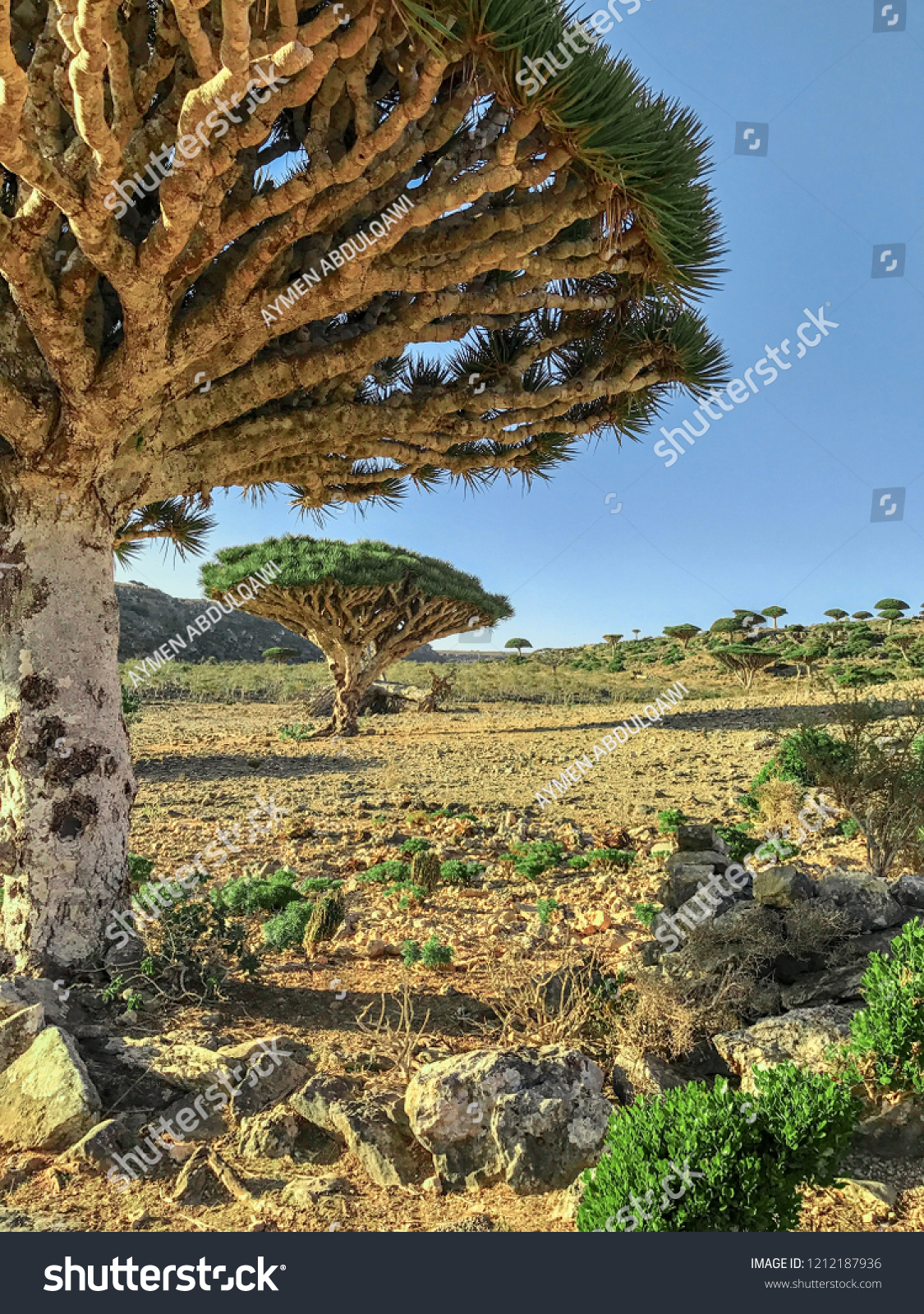 Dragon Blood Trees Socotra Islandyemen Stock Photo Edit Now