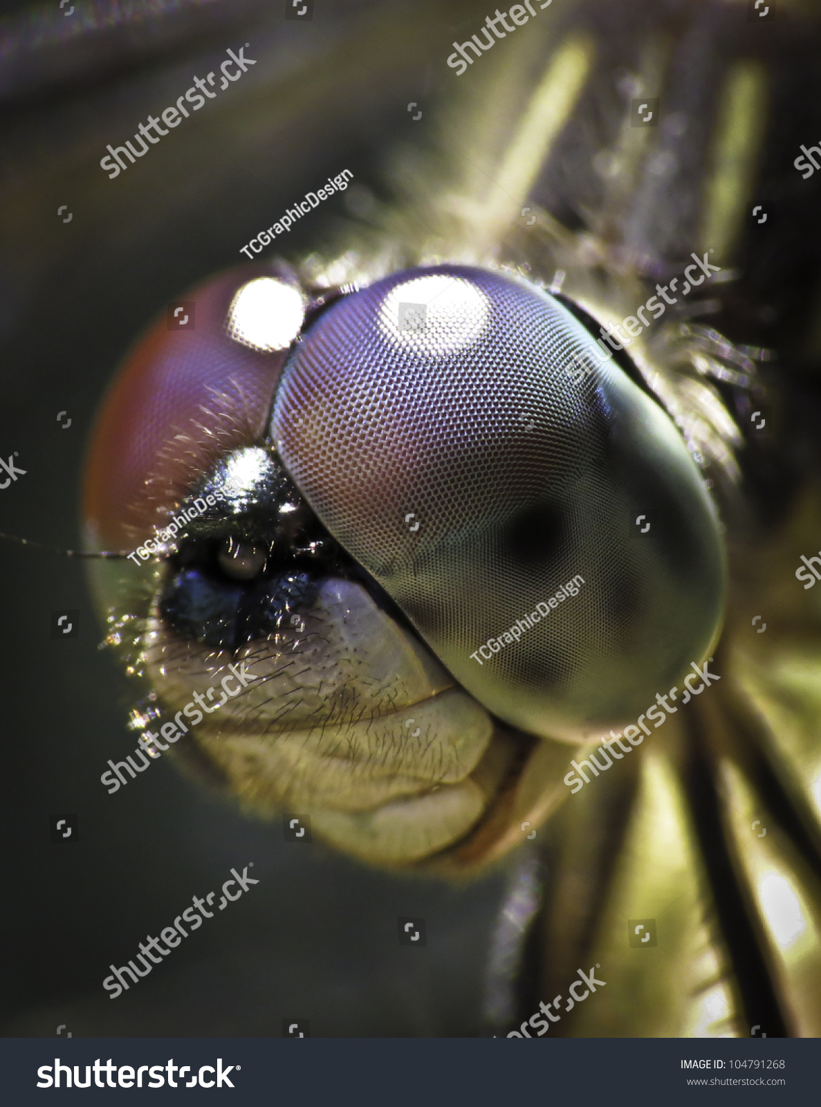 Dragon Fly Face Close-Up Stock Photo 104791268 : Shutterstock