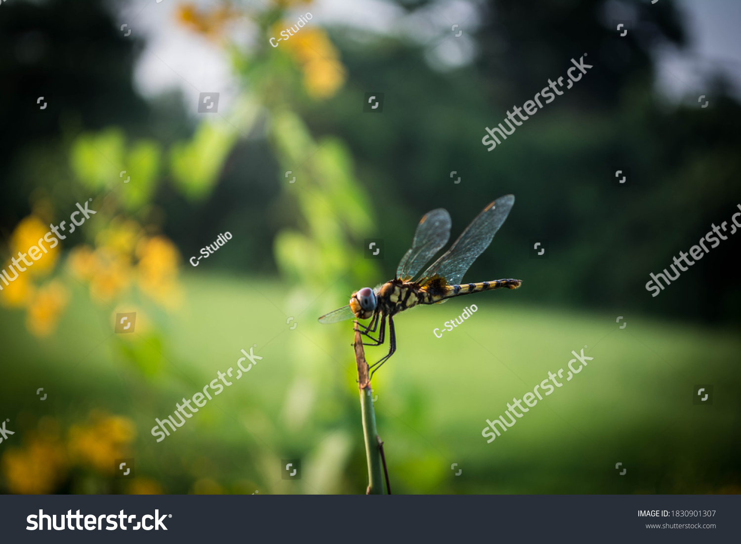 58件の Urothemis Signata の画像 写真素材 ベクター画像 Shutterstock