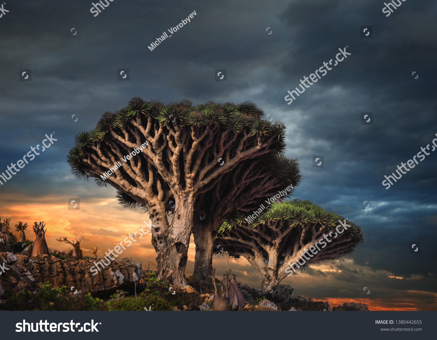 イエメン ソコトラ島 ディクサム高原のドラゴンツリー の写真素材 今すぐ編集