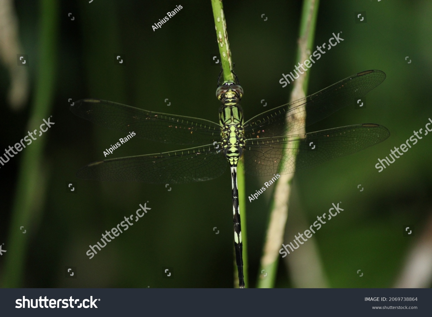 1 556件の Footstalk の画像 写真素材 ベクター画像 Shutterstock