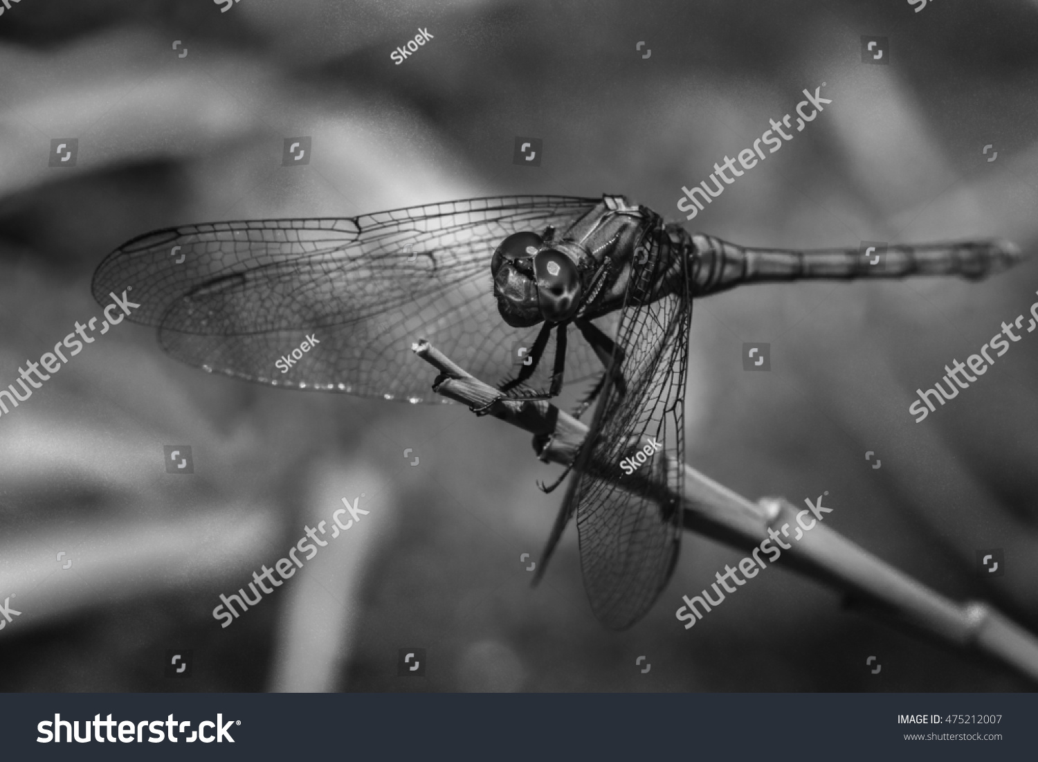 Dragonfly In Black And White Stock Photo 475212007 : Shutterstock