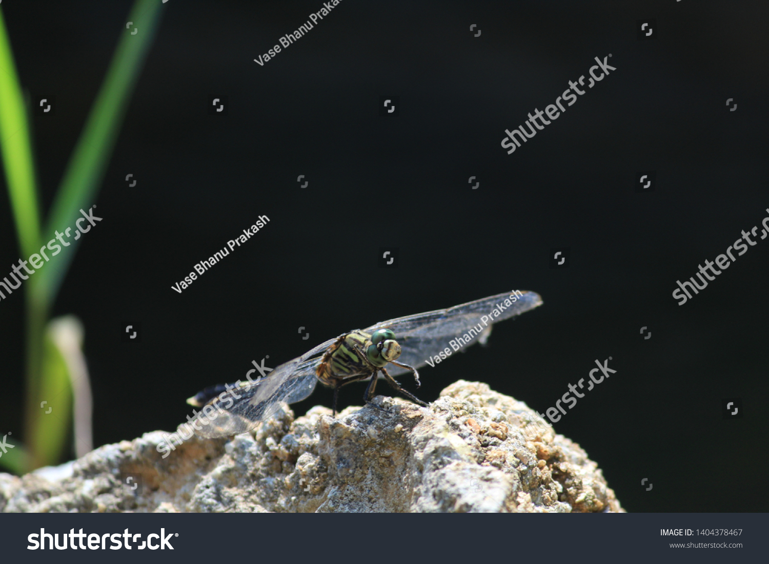 Dragonfly Nature Habitat Beautiful Vintage Nature Stock Photo