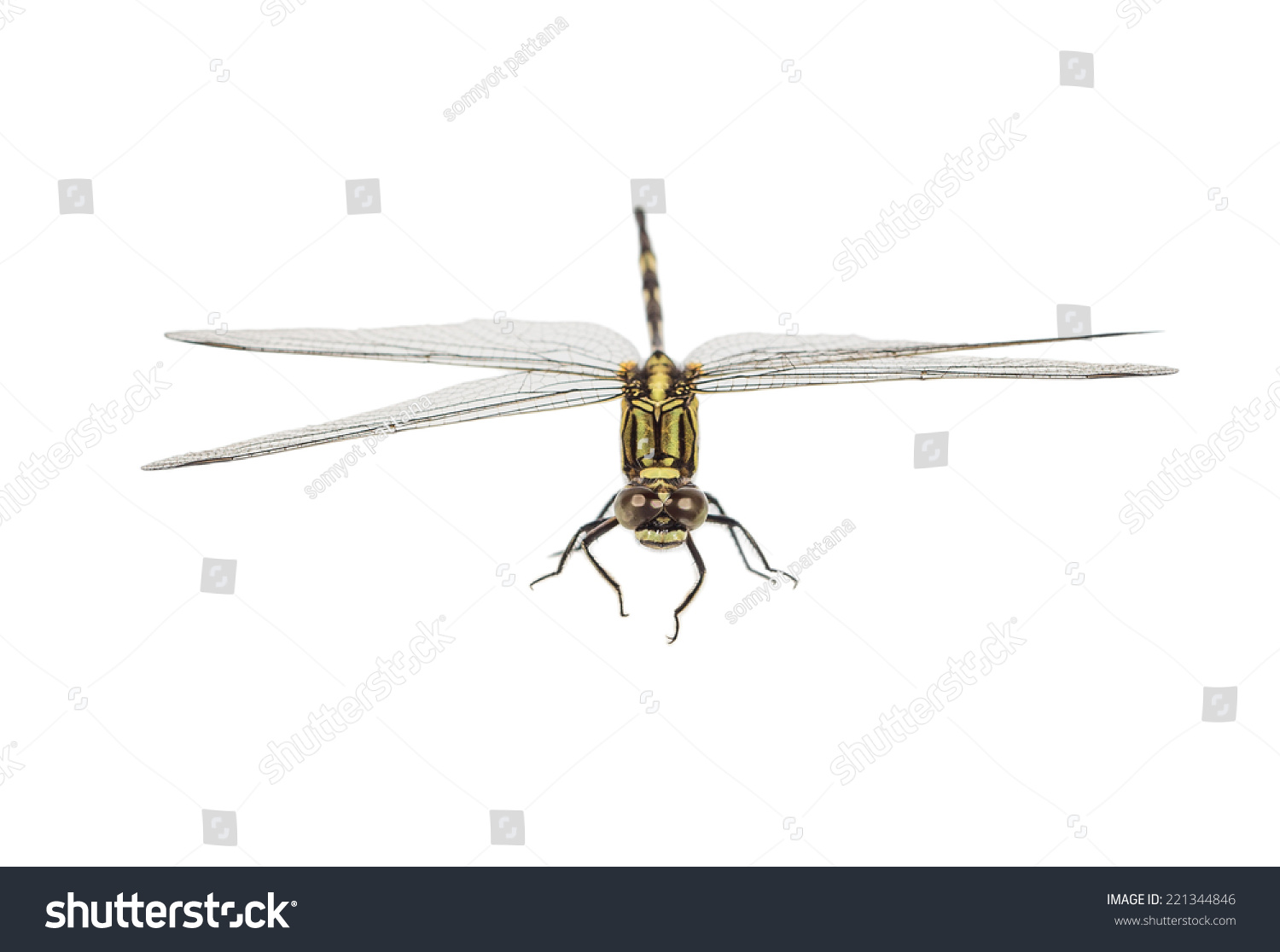 Dragonfly Isolated On White Stock Photo 221344846 - Shutterstock