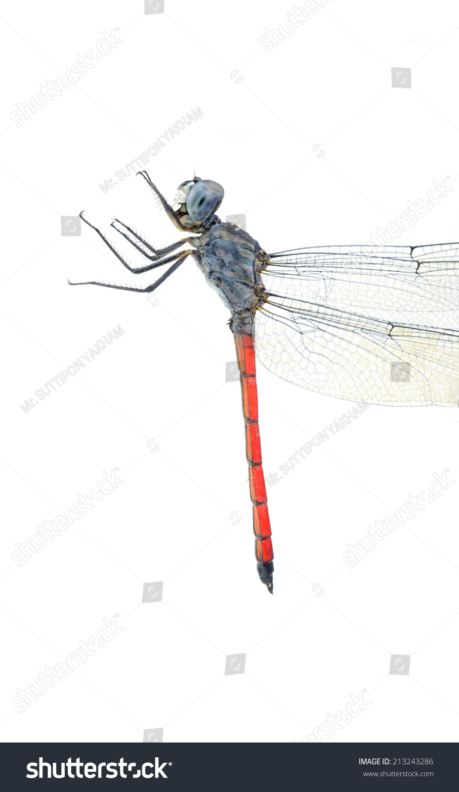 Dragonfly Isolated On White Background Stock Photo 213243286 : Shutterstock