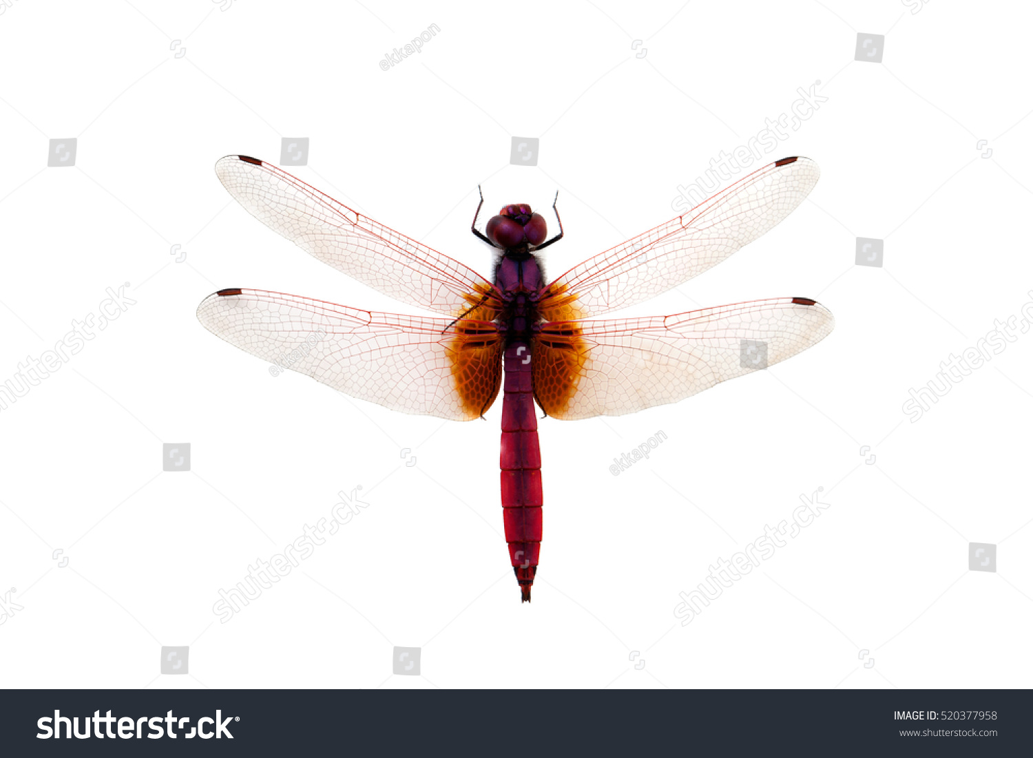 Dragonfly Isolated On White Background Stock Photo 520377958 : Shutterstock