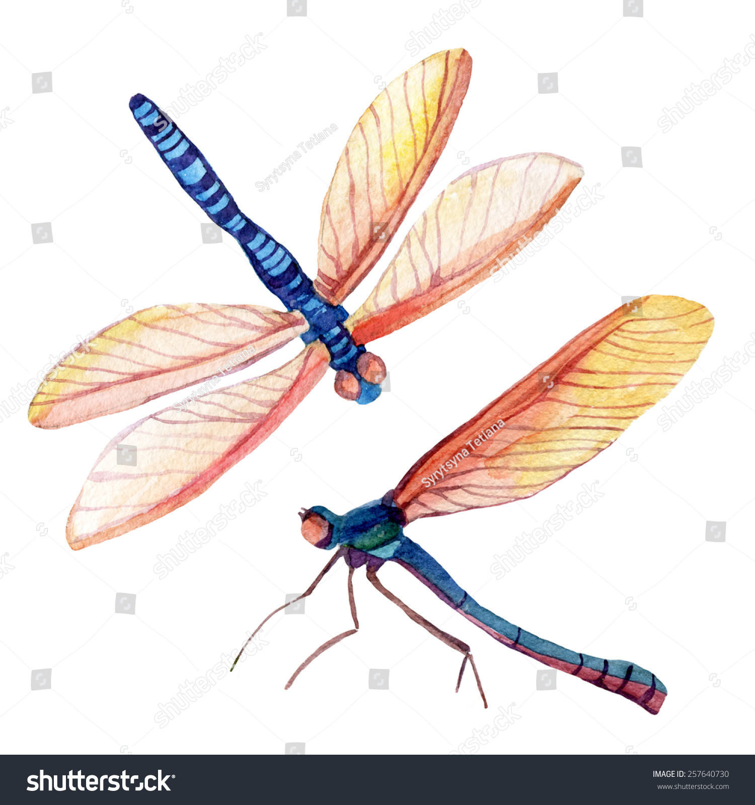 Dragonfly Set. Watercolor Illustration - 257640730 : Shutterstock