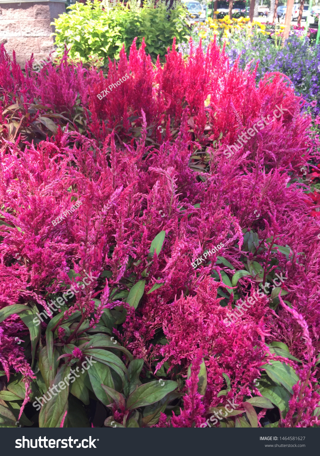 Dragons Breath Purple Garden Flowers Stock Photo Edit Now
