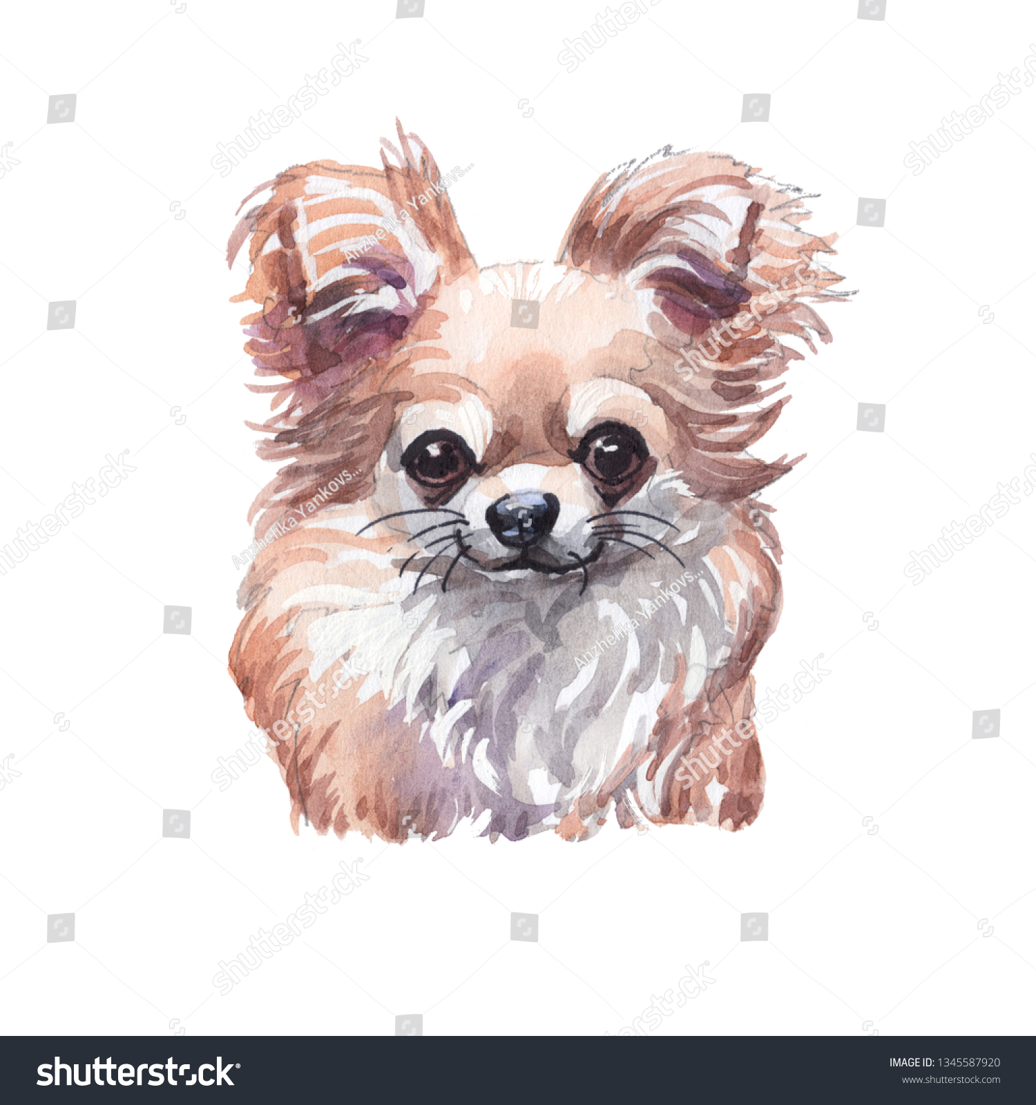 Drawing Chihuahua Dog Watercolor Stock Illustration Drawing Chihuahua Dog Watercolor Stock Illustration