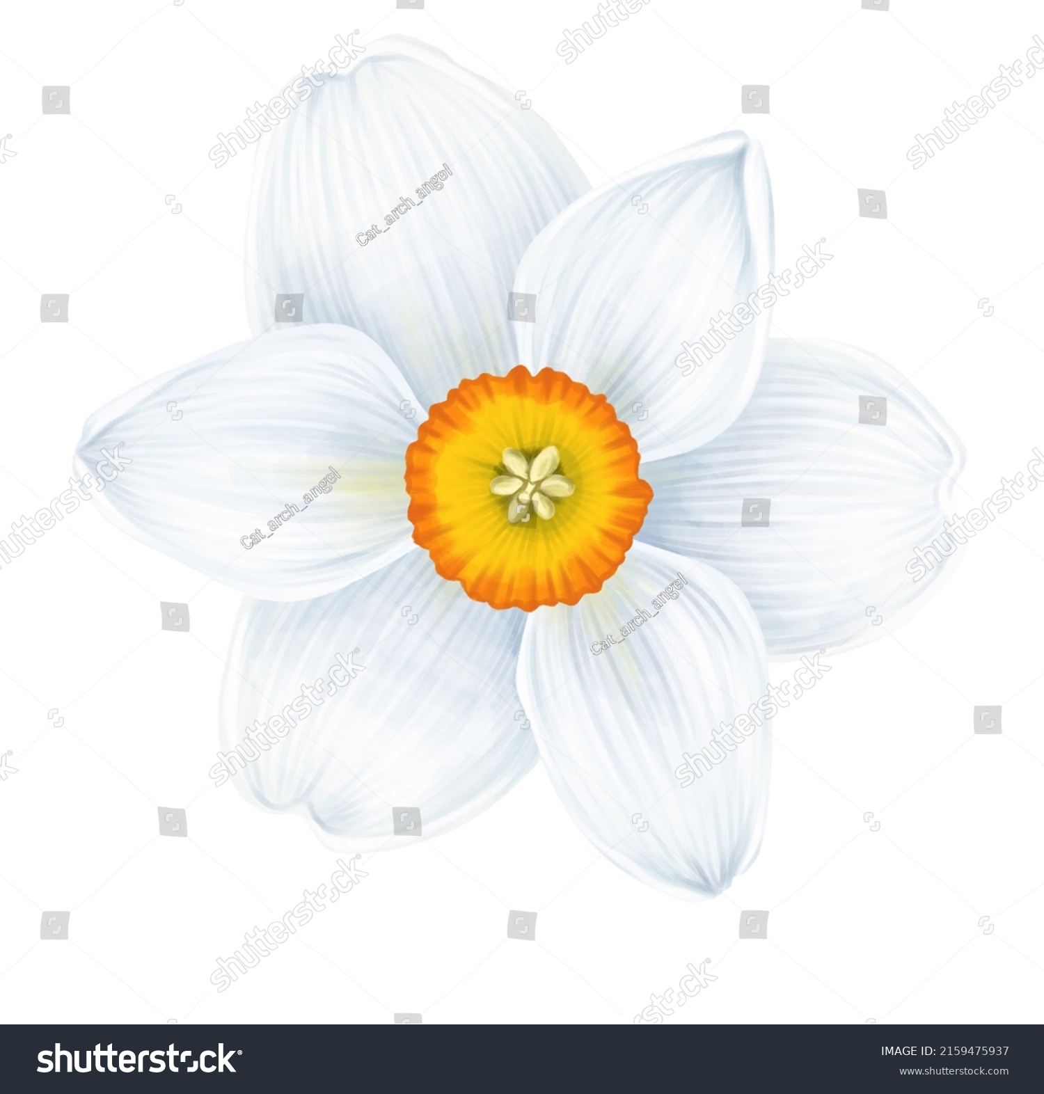 Drawing Flower Narcissus Isolated White Background Stock Illustration ...