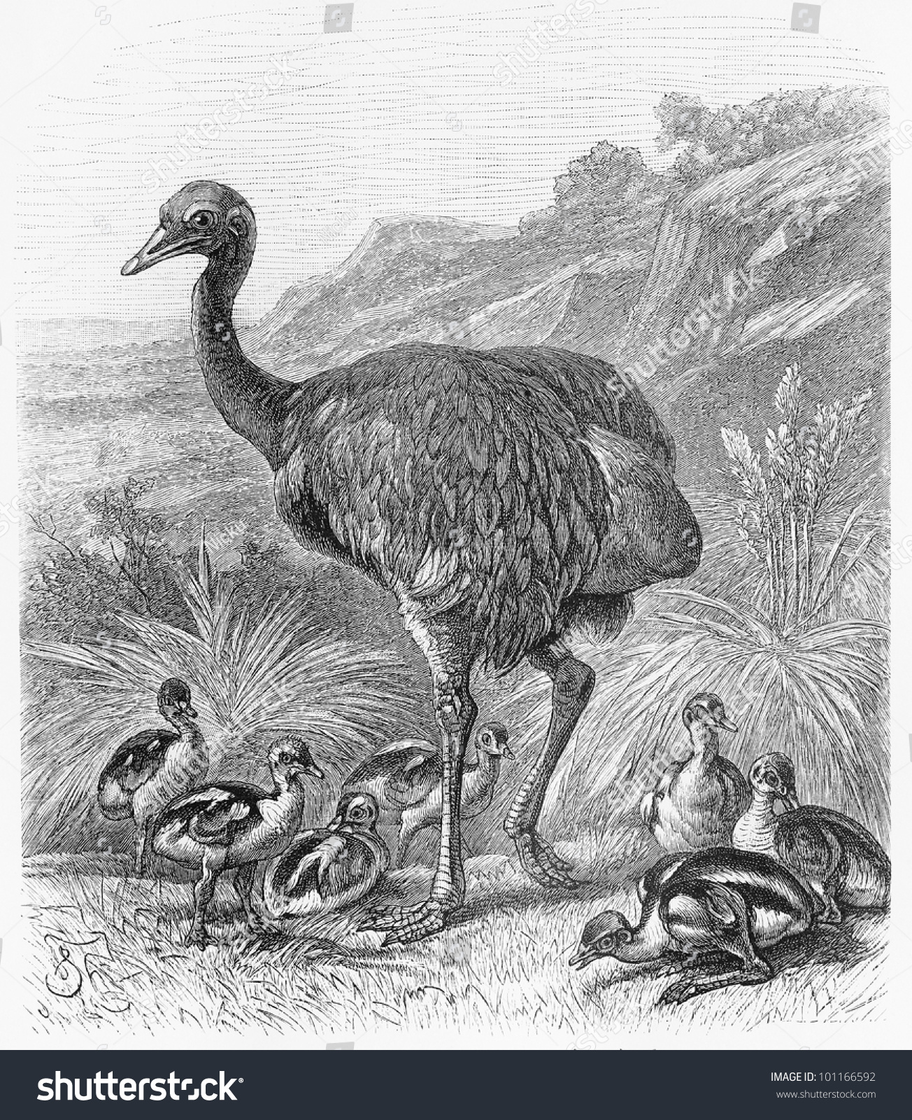 Drawing Greater Rhea Bird Rhea Americana Stock Photo 101166592 ...