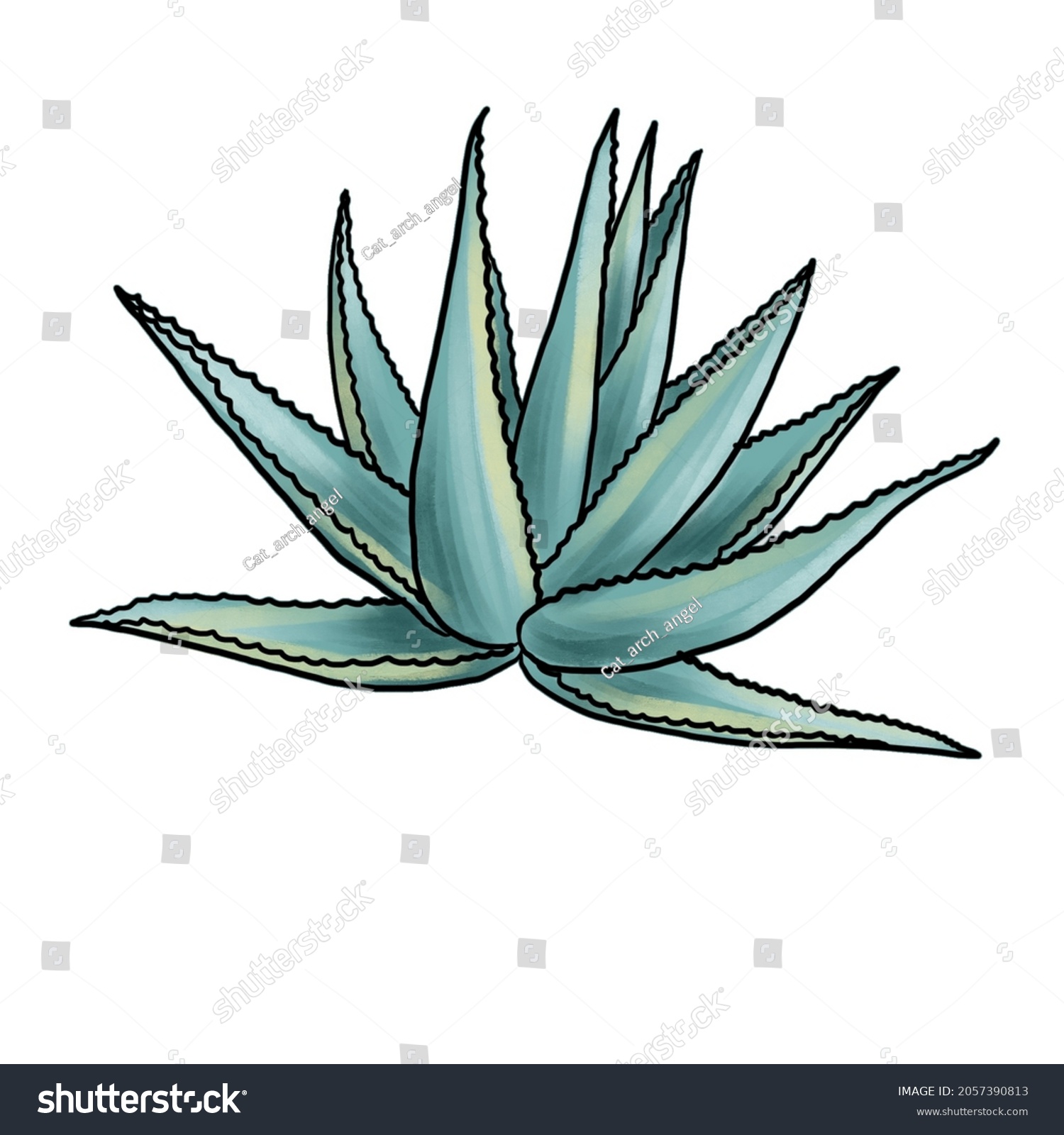 Drawing Plant Agave Isolated White Background Stock Illustration 2057390813