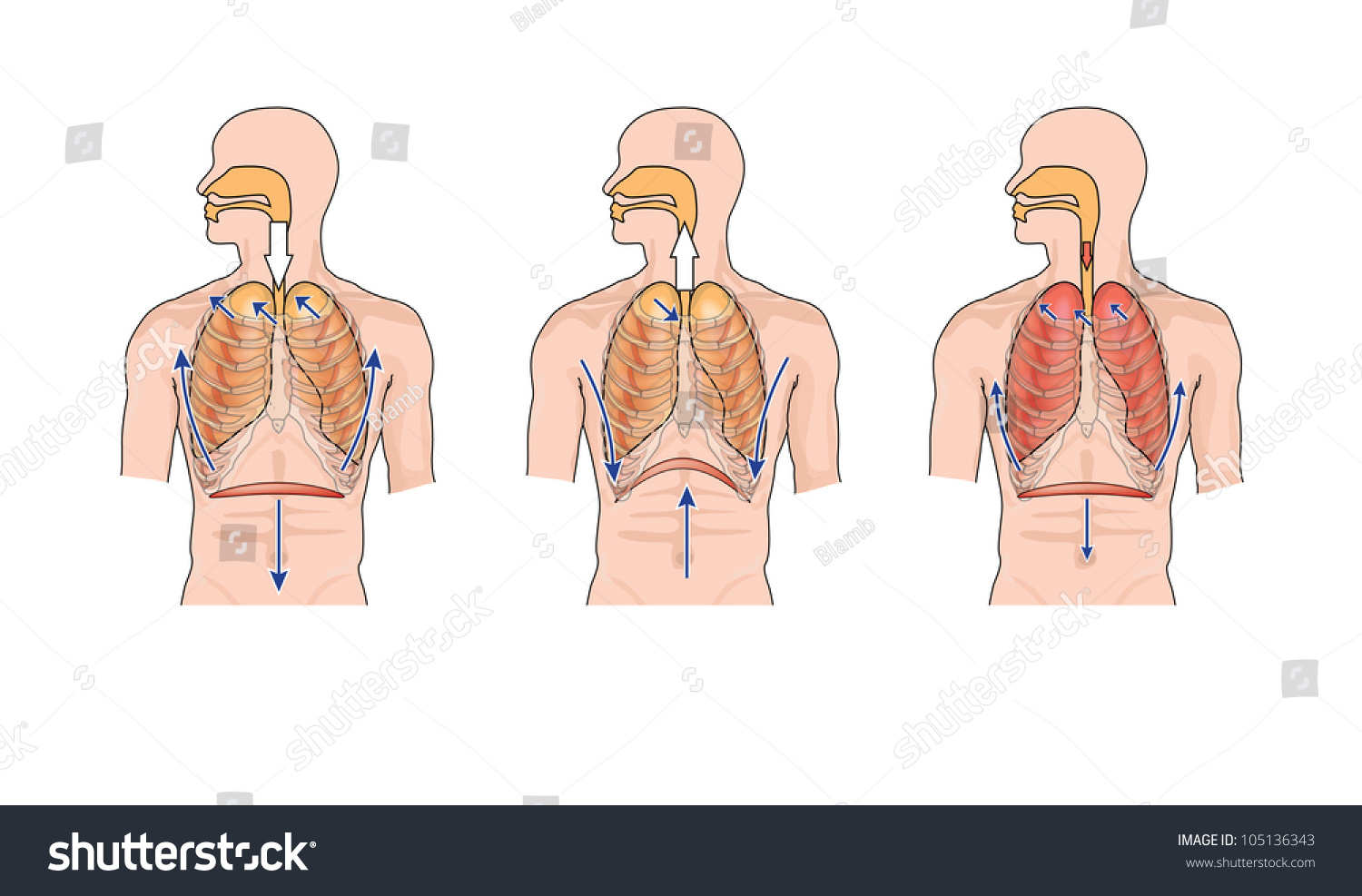 Drawing To Show Normal Breathing (Inhalation And Exhalation), And The ...