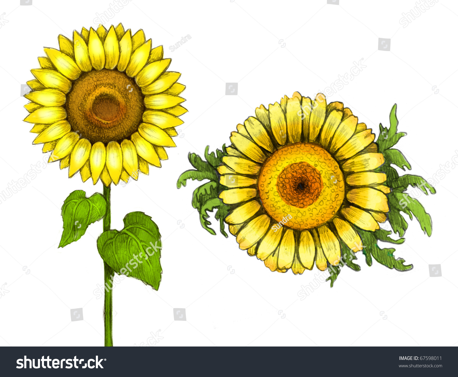 Drawings Of Sunflower Stock Photo 67598011 : Shutterstock