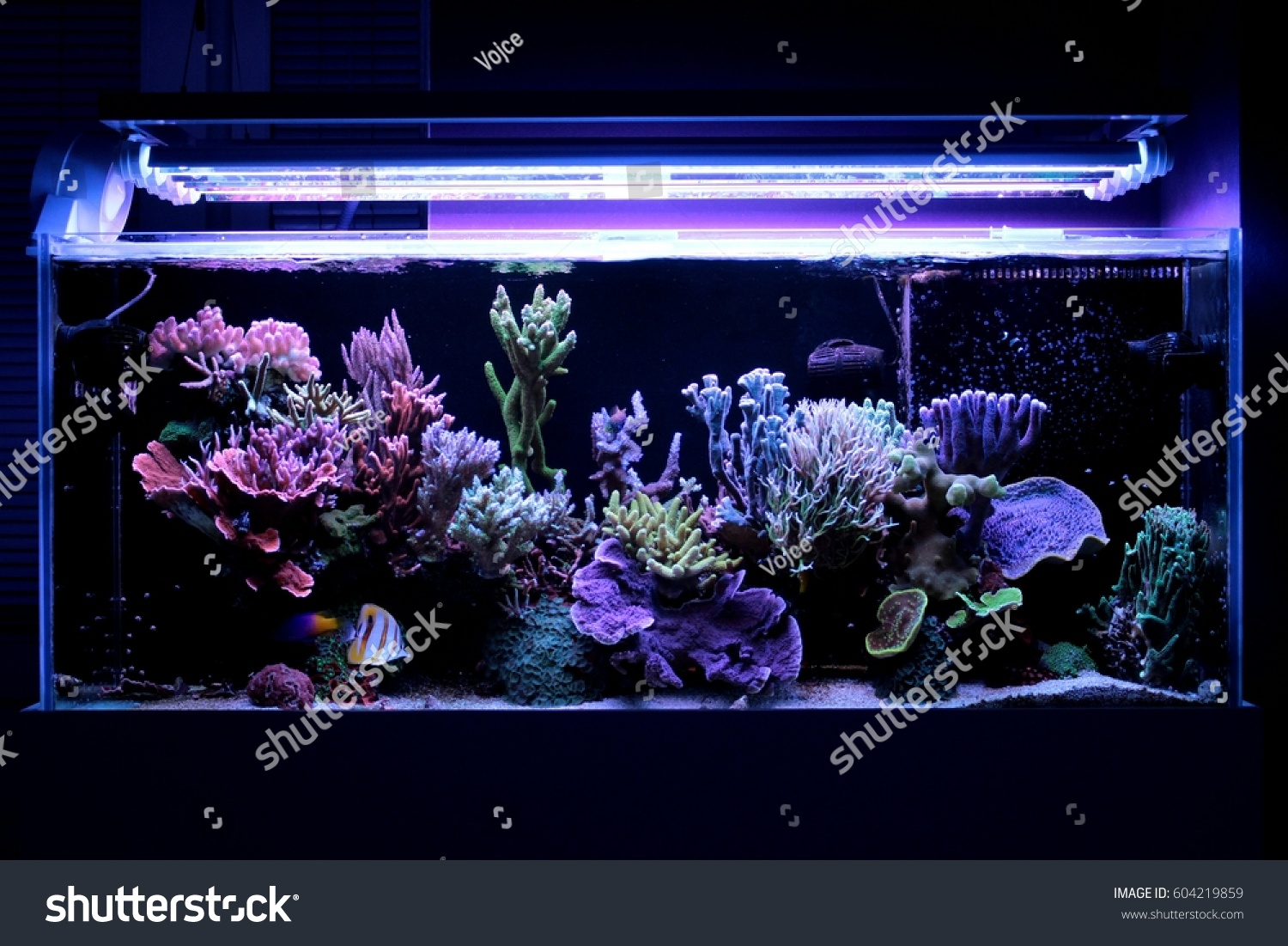 66 Aquarium Design Hyderabad Gratis Terbaik