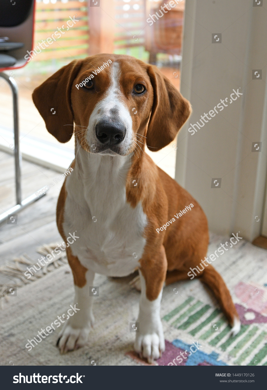 Drever Breed Dog Shortlegged Scenthound Sweden Animals Wildlife Stock Image 1449170126