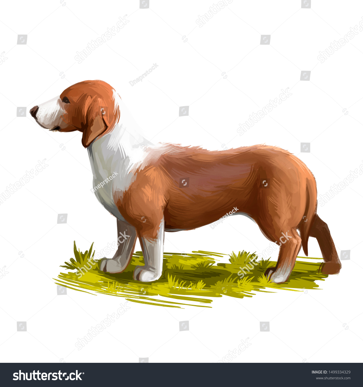 Drever Swedish Dachsbracke Dog Digital Art Stock Illustration 1499334329