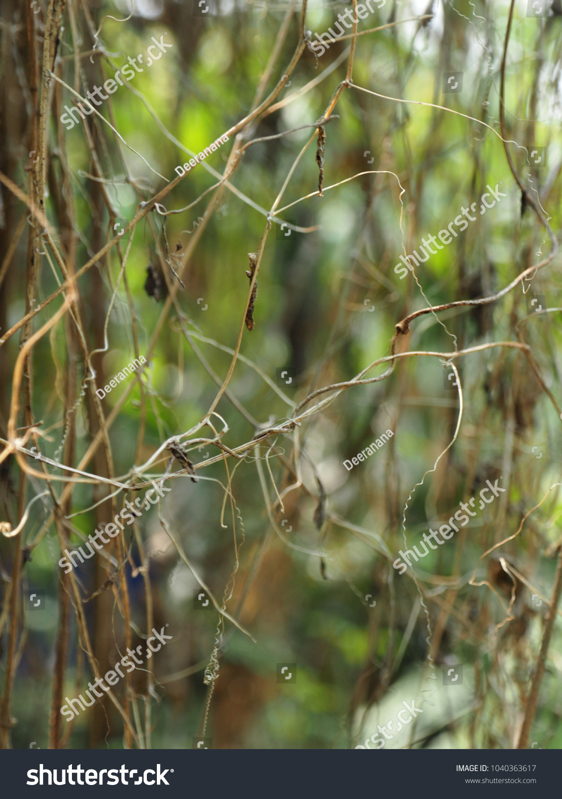 Dried Creepers Tangled Messy Cluttered Background Stock Photo Edit Now Dried Creepers Tangled Messy Cluttered Background Stock Photo Edit Now