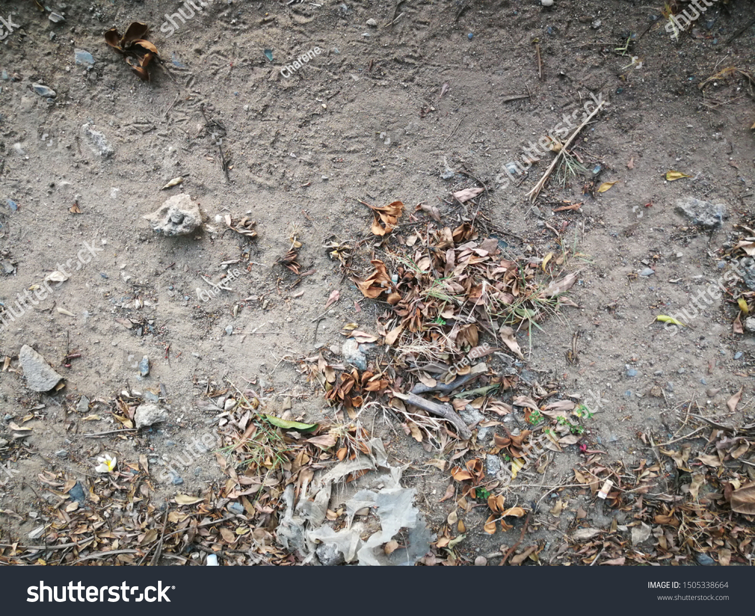 Dried Fallen Leaves On Wild Ground Stock Photo Edit Now Dried Fallen Leaves On Wild Ground Stock Photo Edit Now