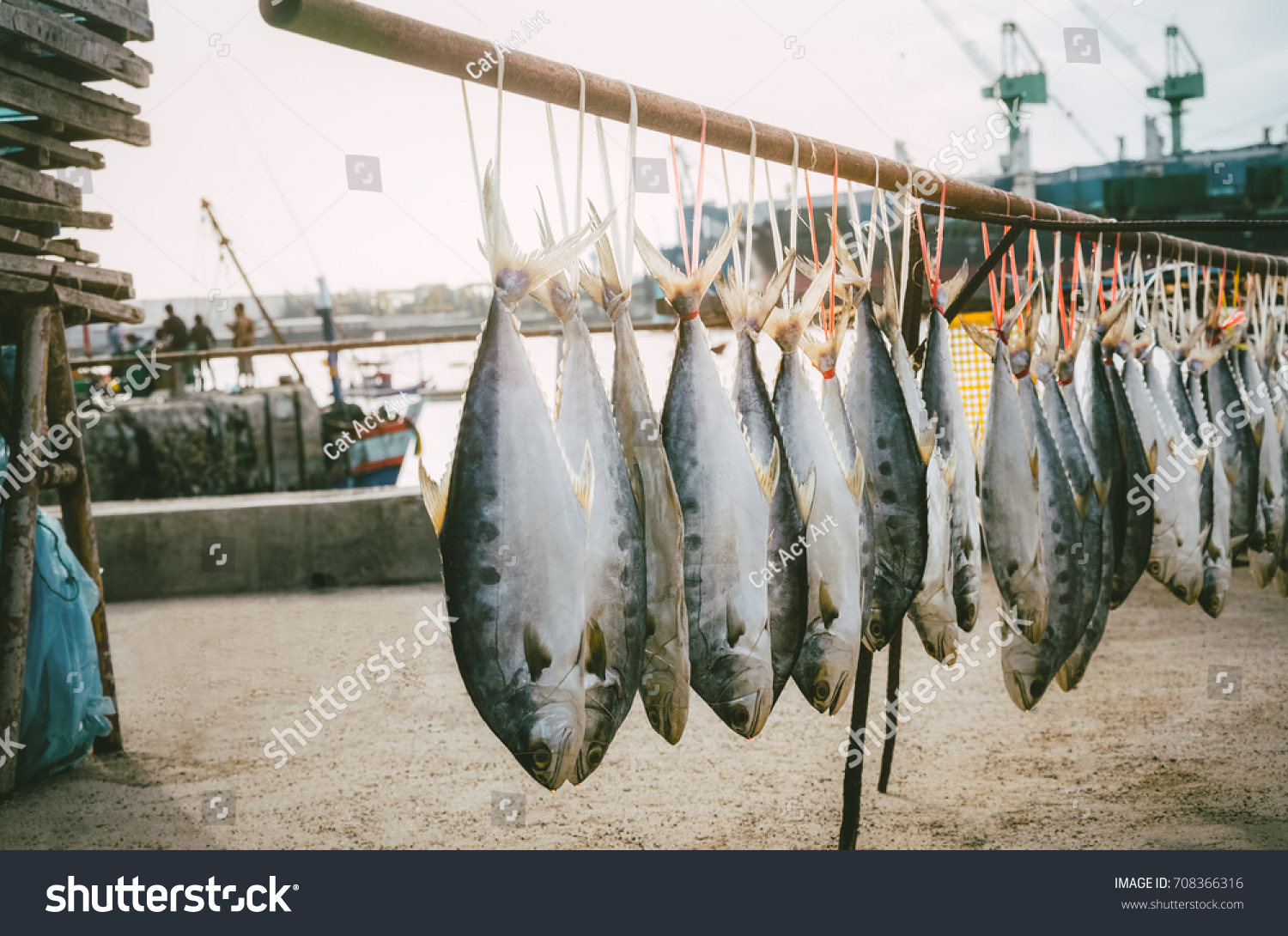 cat eating hanging fish