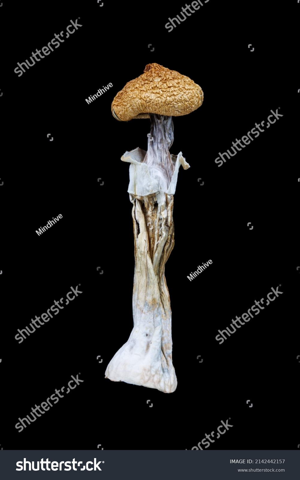 Dried Psilocybe Cubensis Mushroom On Black Stock Photo 2142442157 ...