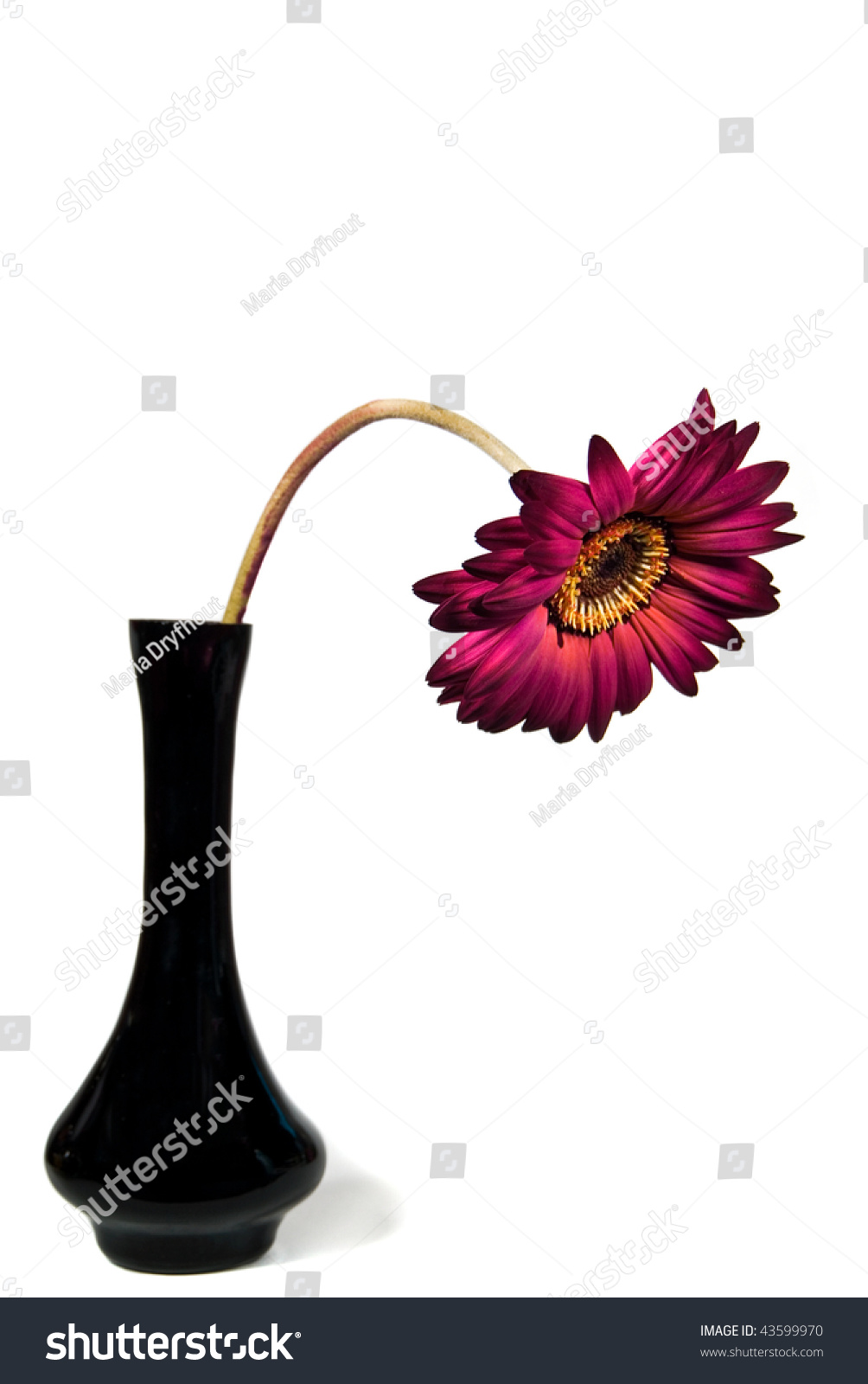 Drooping Gerbera Daisy On White Stock Photo (Edit Now) 10