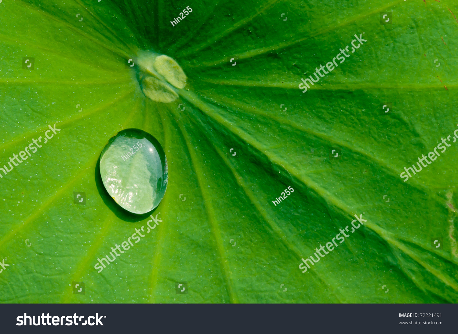 Drop Water On The Lotus Leaf Stock Photo 72221491 : Shutterstock